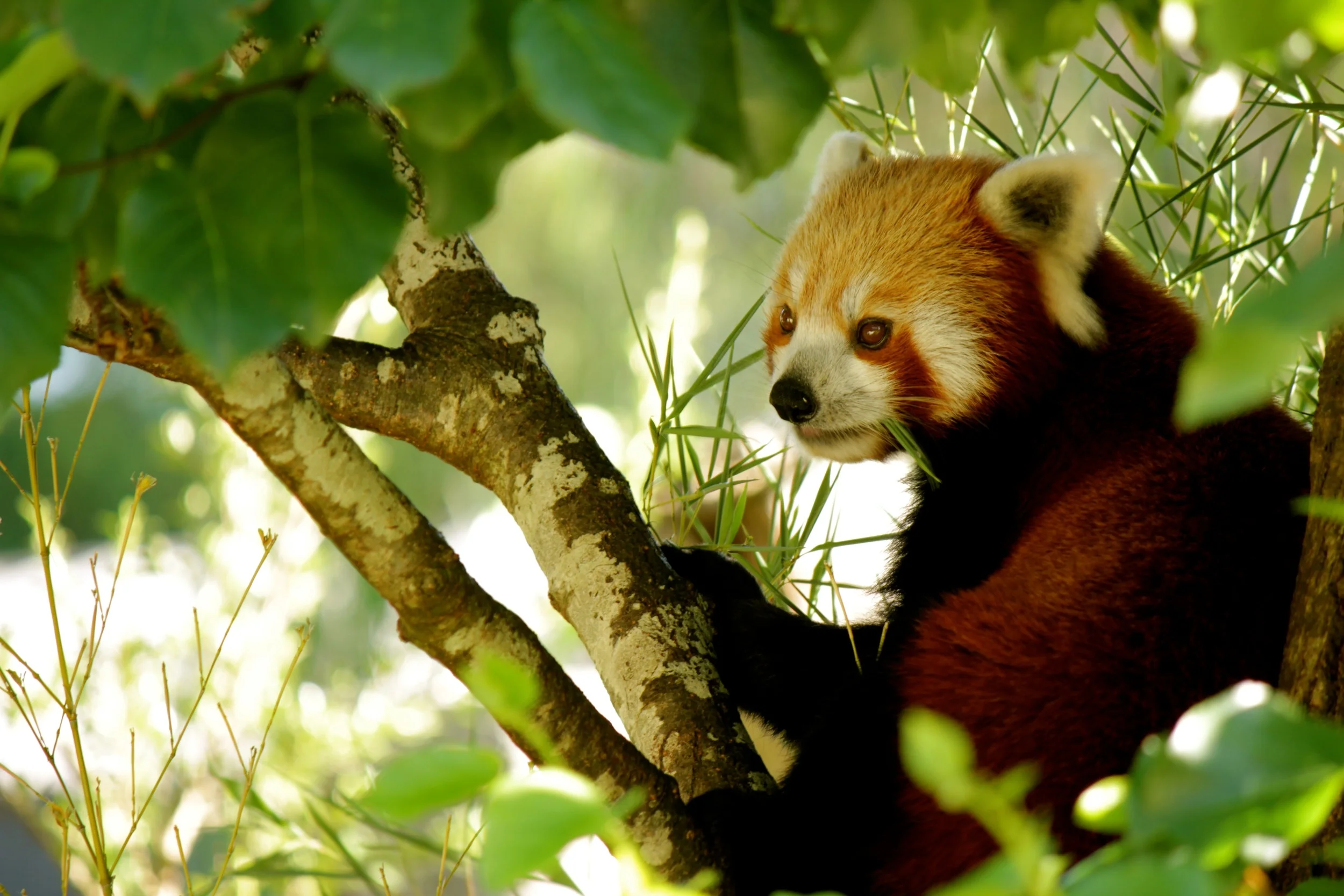 Red Panda