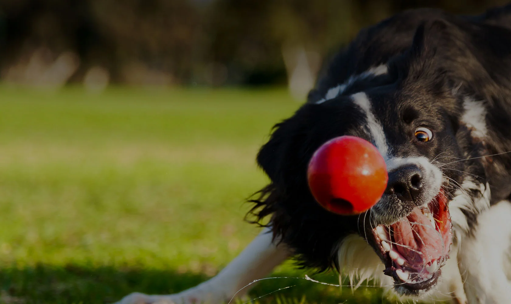 premium dog boarding services for your beloved dog.