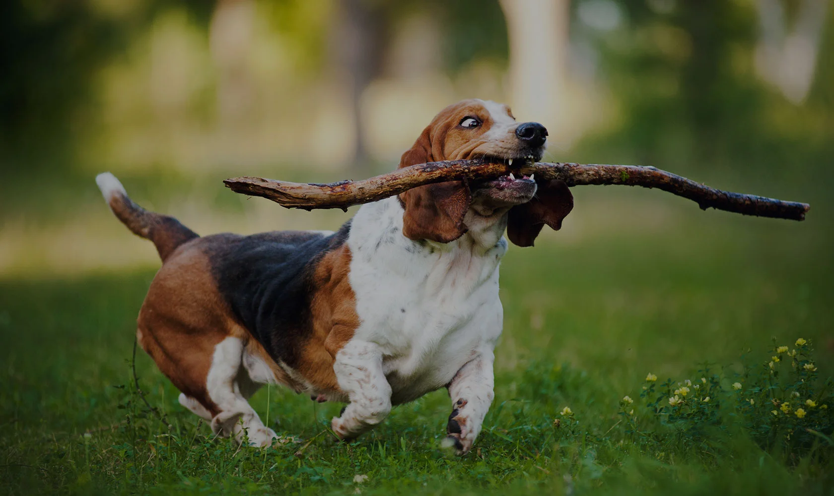 sticks are delicious.