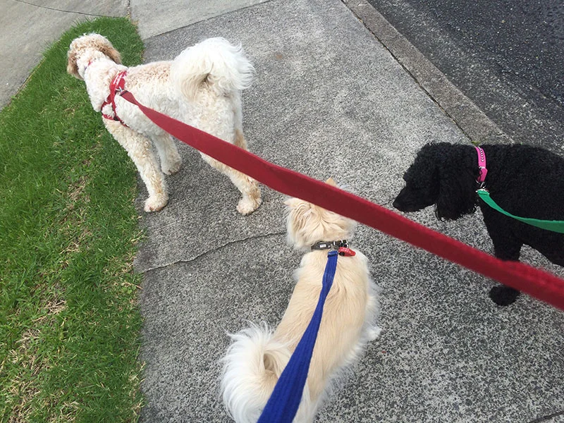 three-dogs-on-leads.jpg