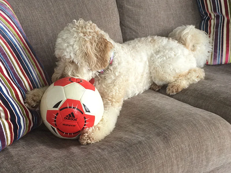 maya-on-couch-with-football.jpg