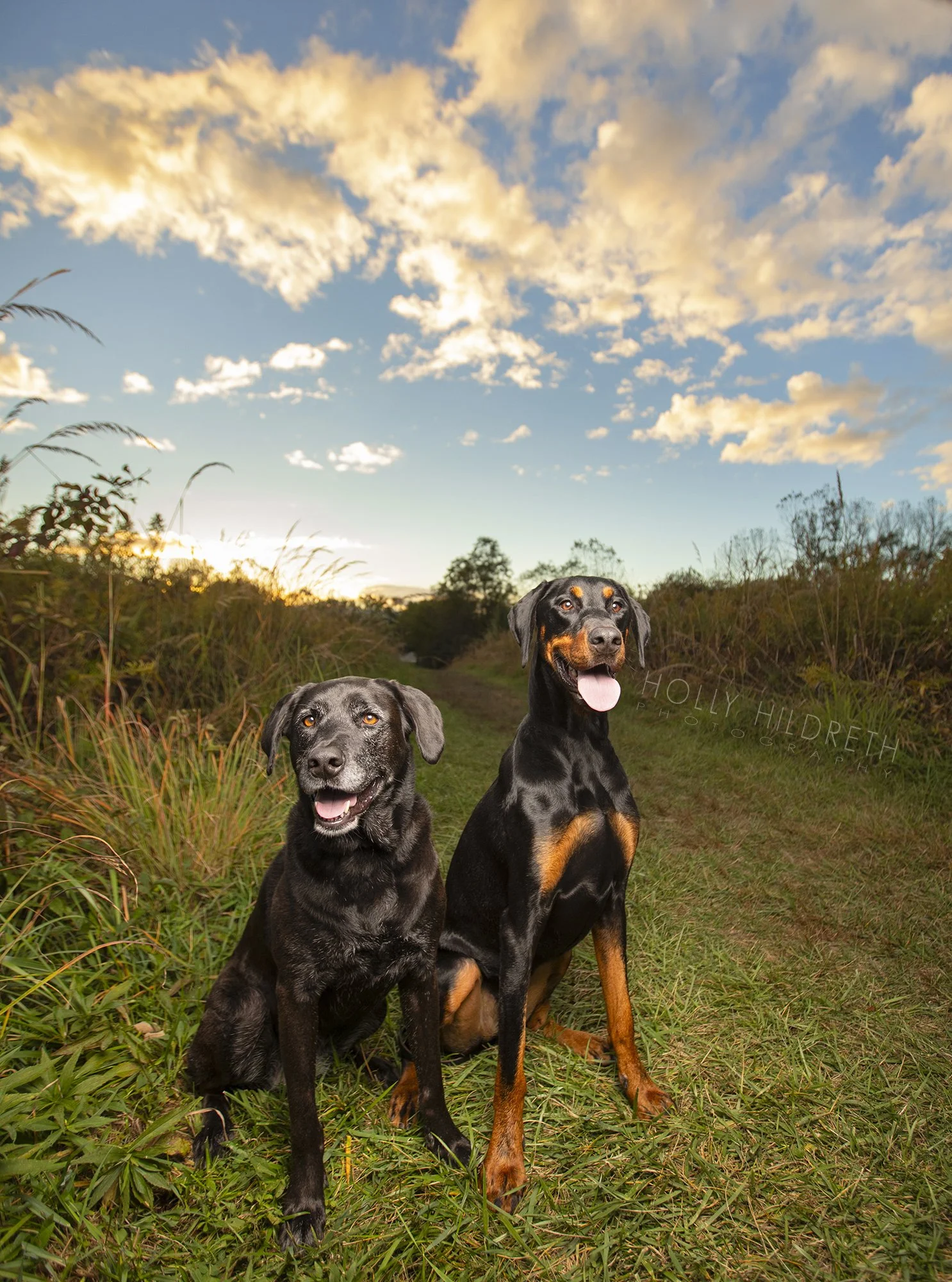 Dramatic image of two dogs posing against a sunset during their professional photo shoot with World renowned Dog Photographer Holly Hildreth