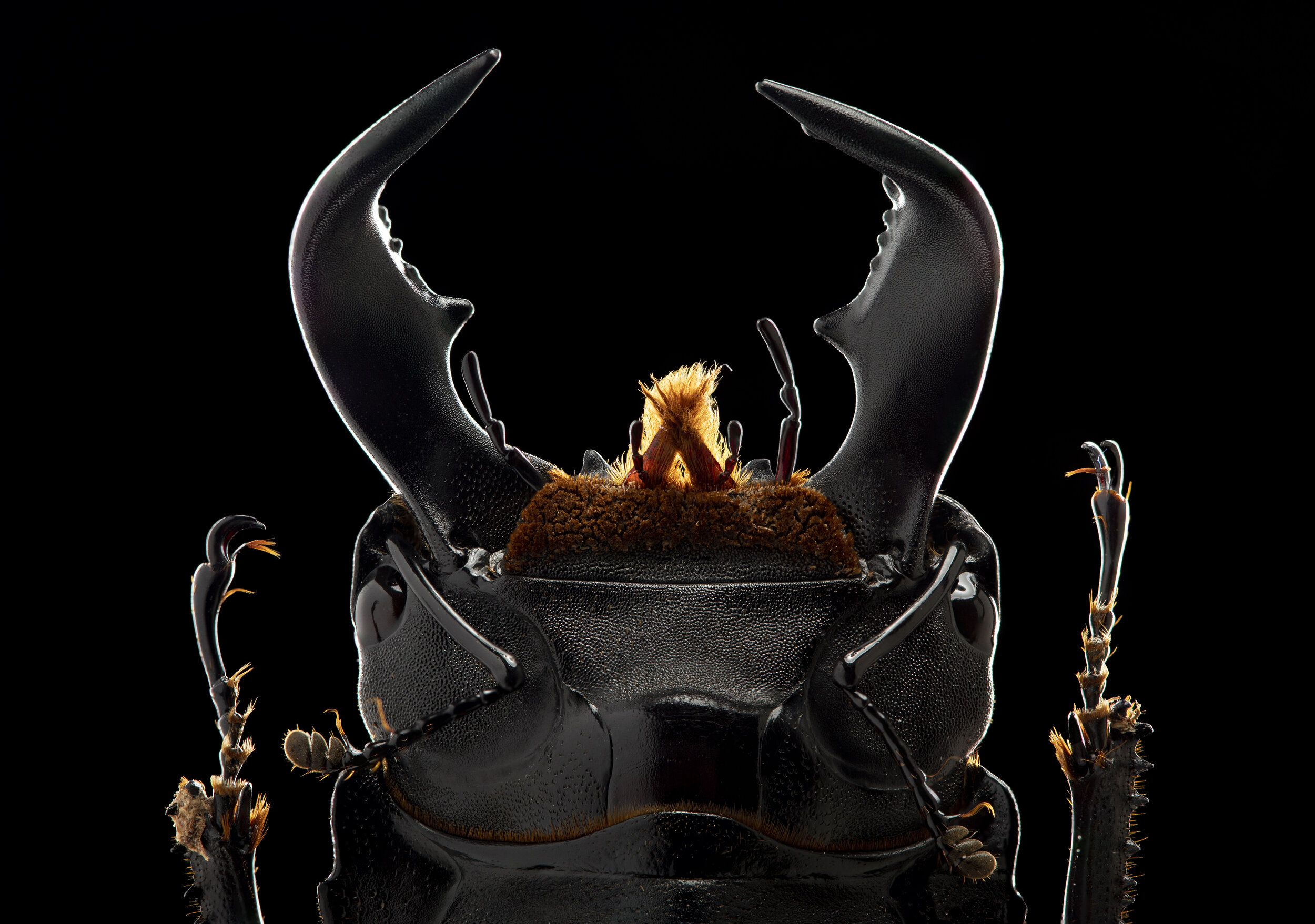 BlackBeetle3.jpg