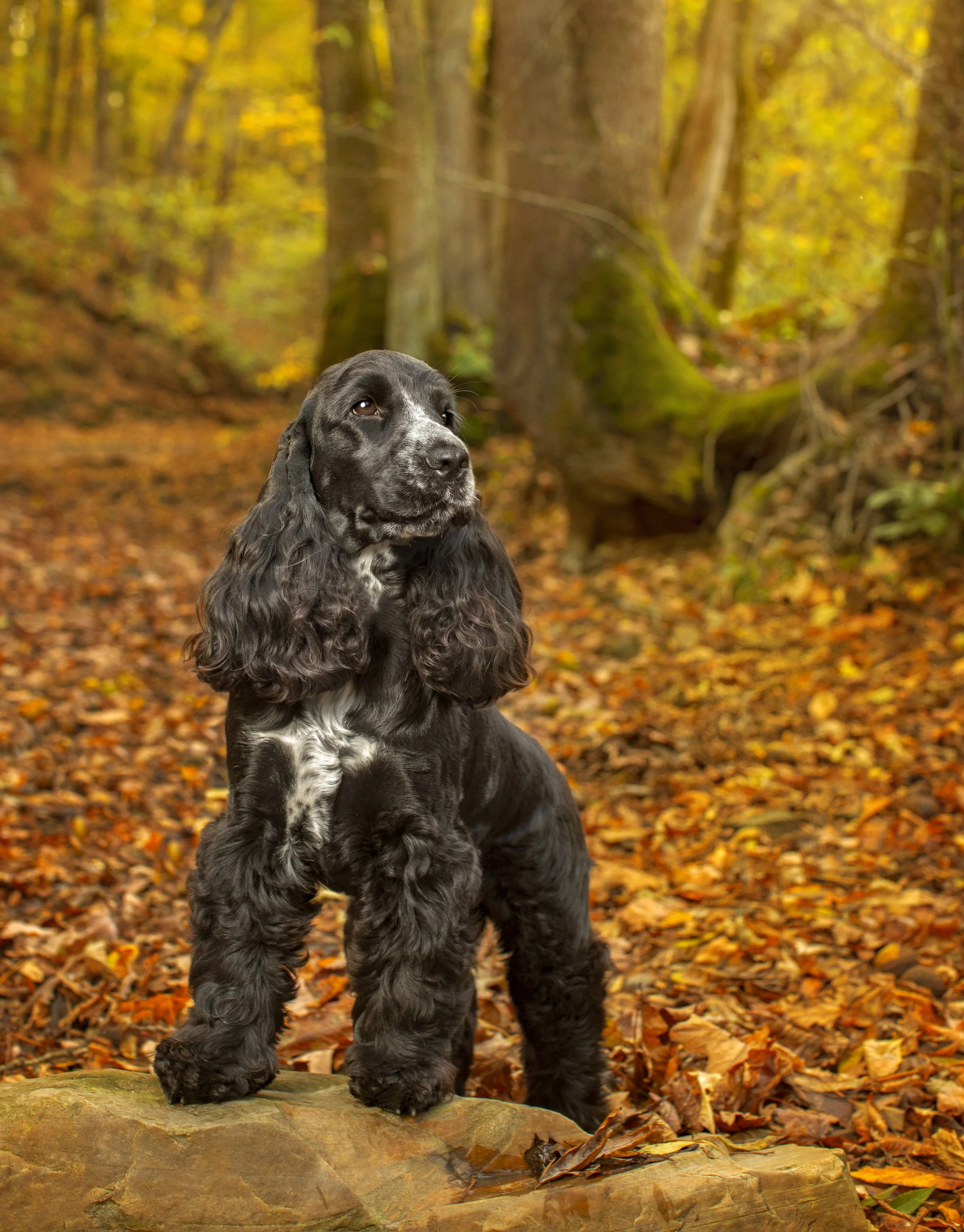 HollyHildreth_EnglishCockerSpaniel_04_HH2.jpg