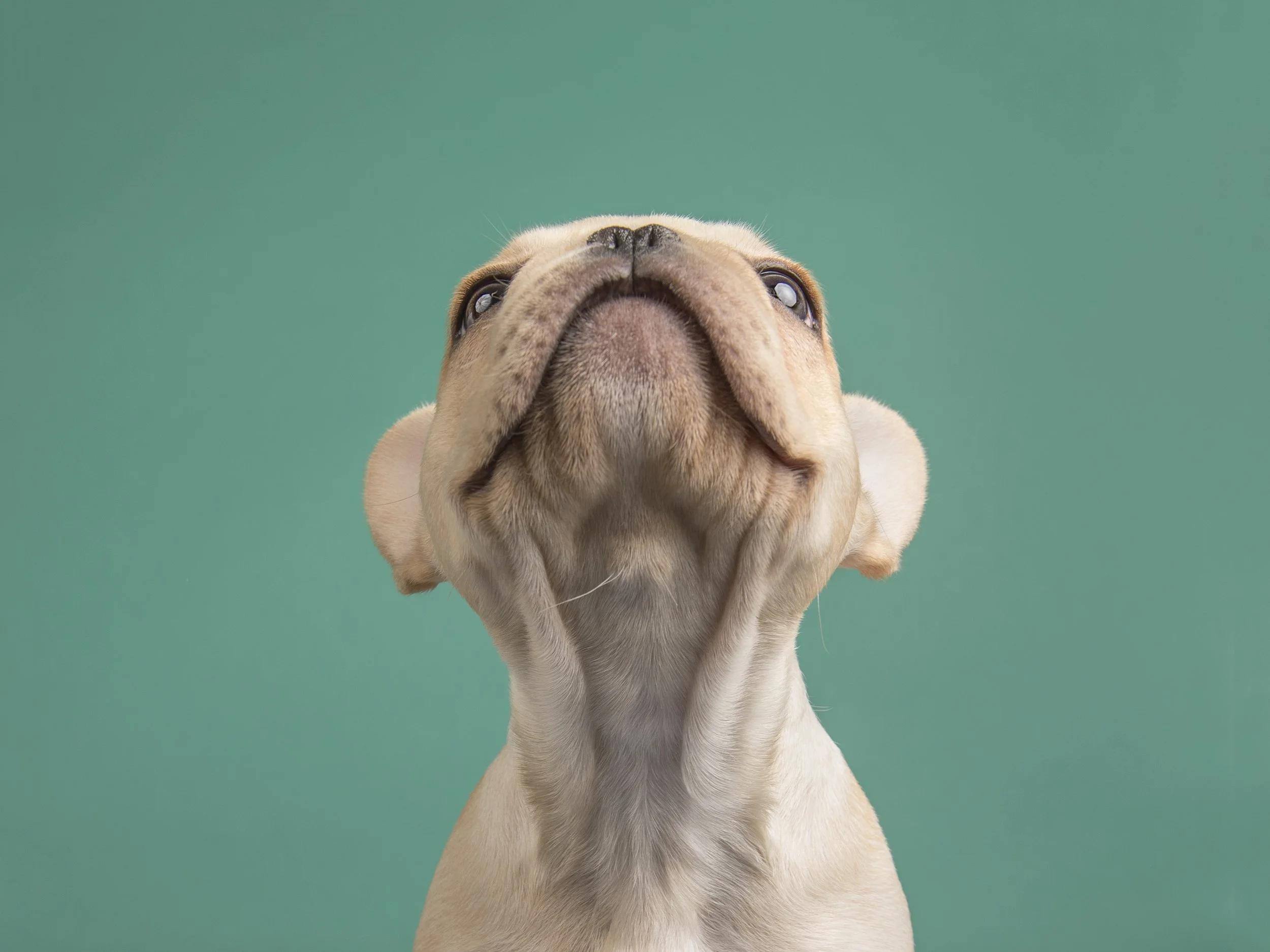 HollyHildreth_WhatPuppiesTeachUS_040.jpg