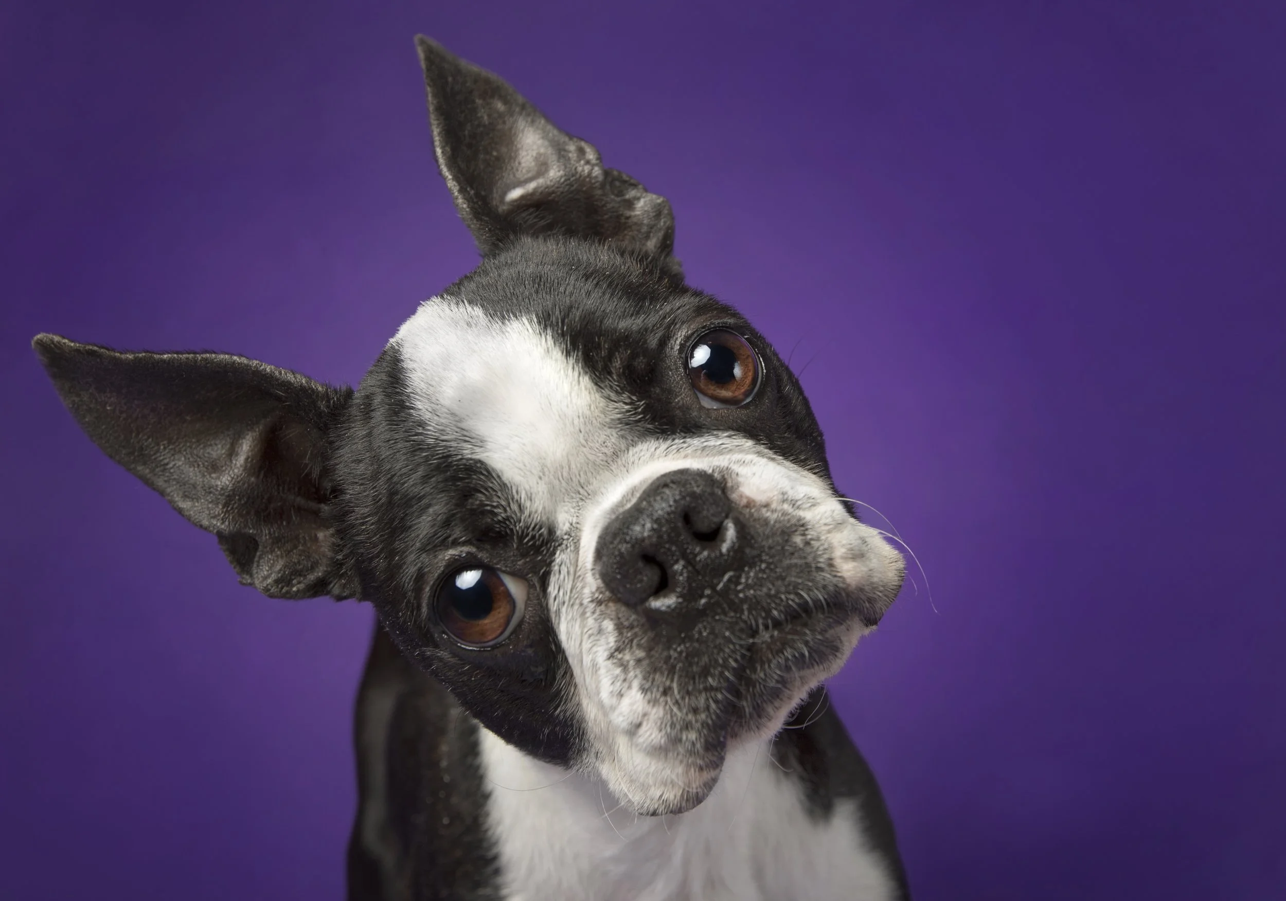 HollyHildreth_BostonTerriers_0003.jpg