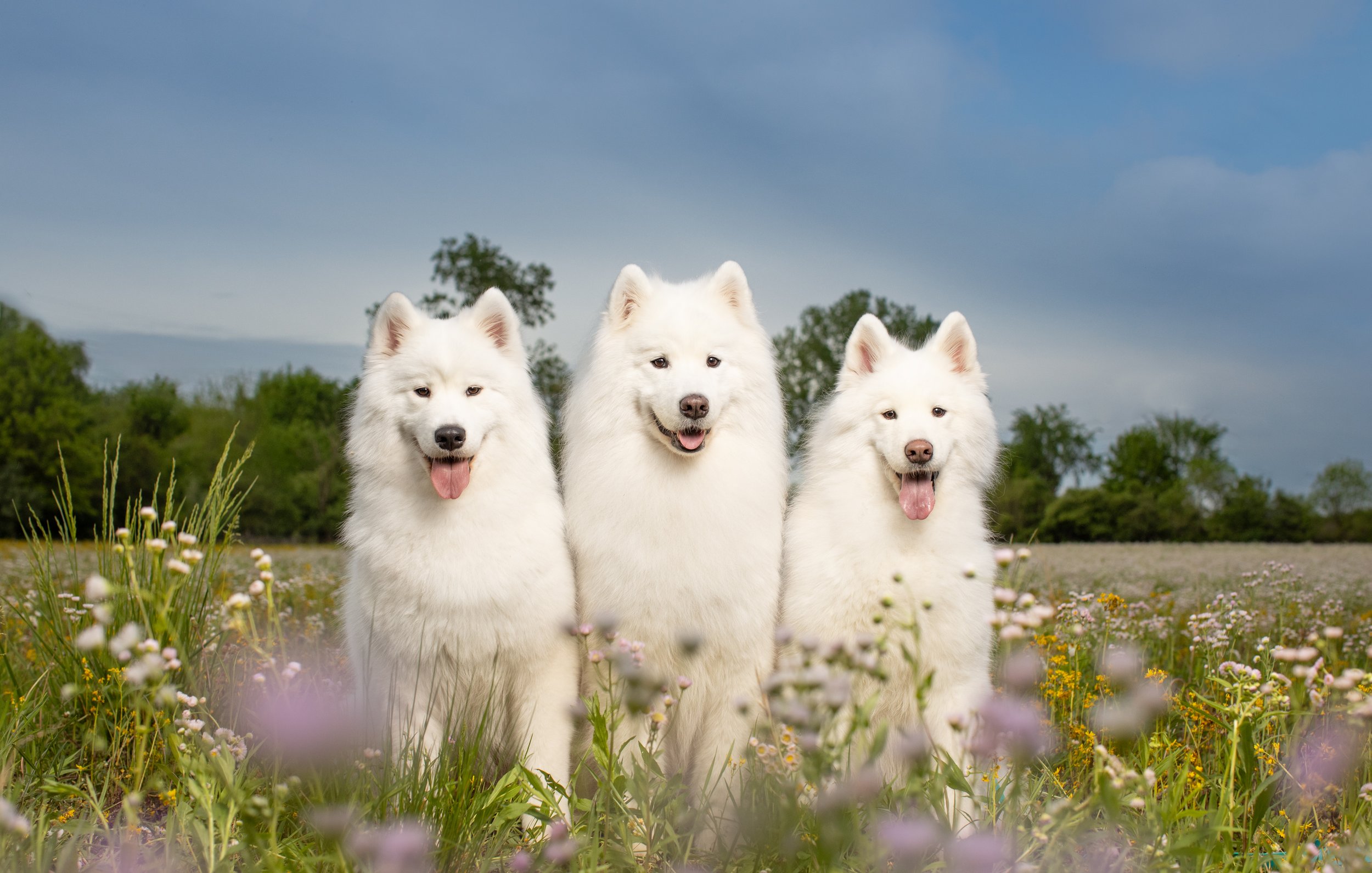 HollyHildreth_Samoyeds_060.jpg