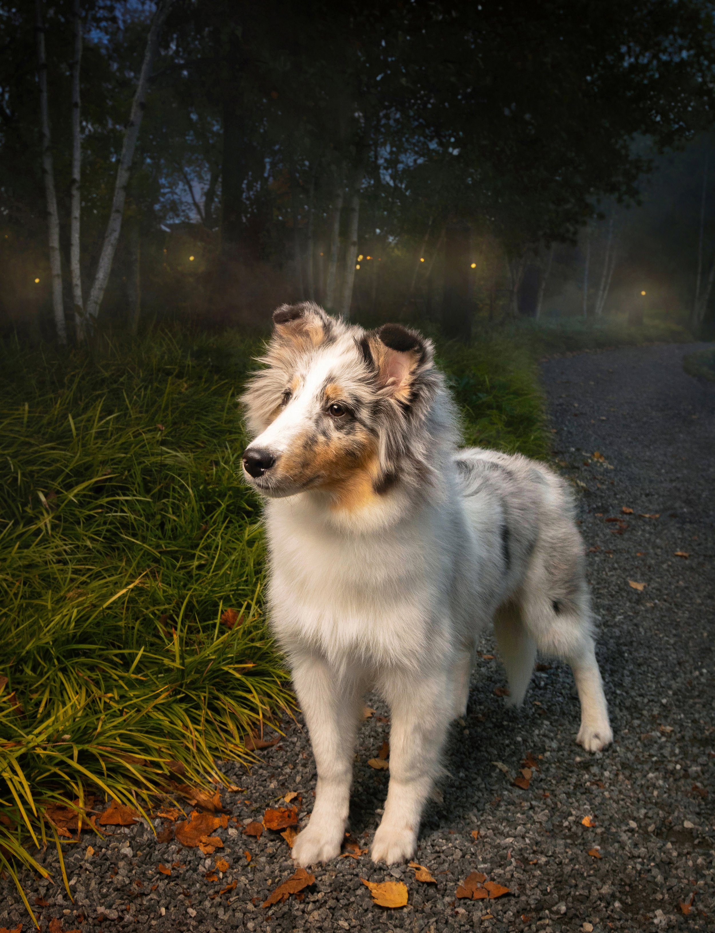 Into_The_Woods.jpg