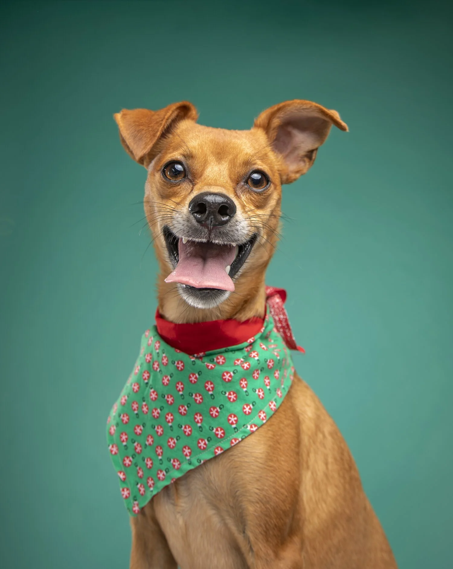 Animal_Product_Photogaphy_hildreth645A8578.jpeg