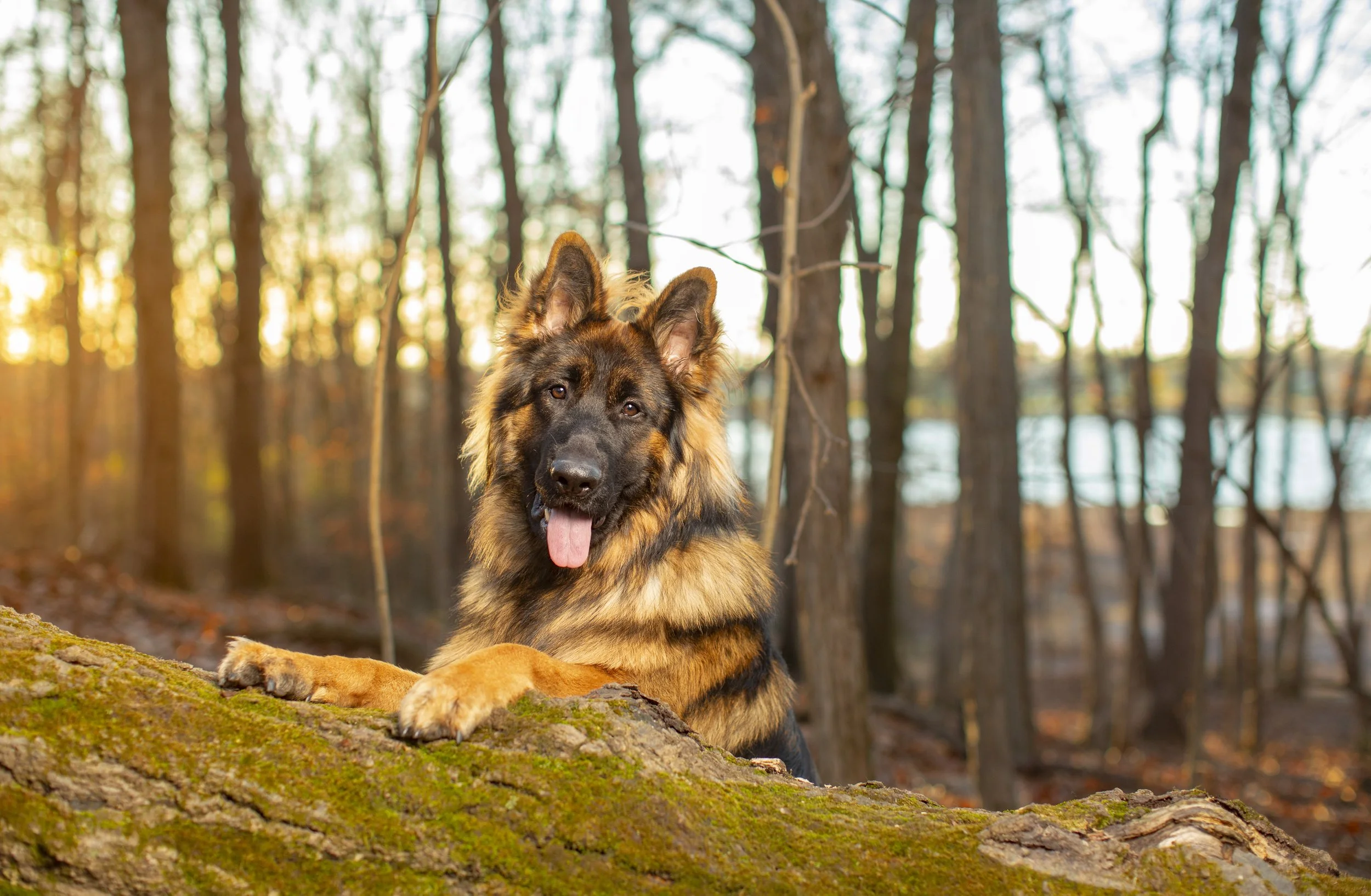 Cute German Shepherd puppy smiling at the camera during his professional dog photo shoot in Columbus Ohio