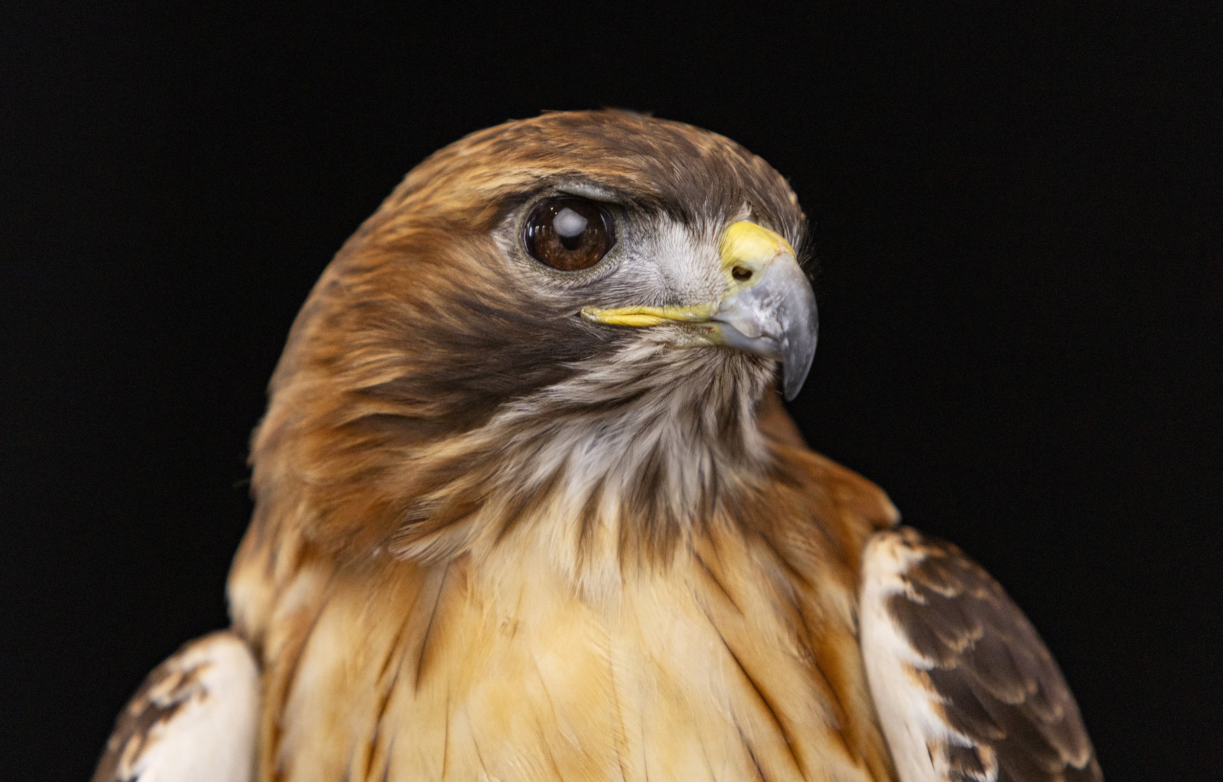 HAWK_710A1614_SM.jpg