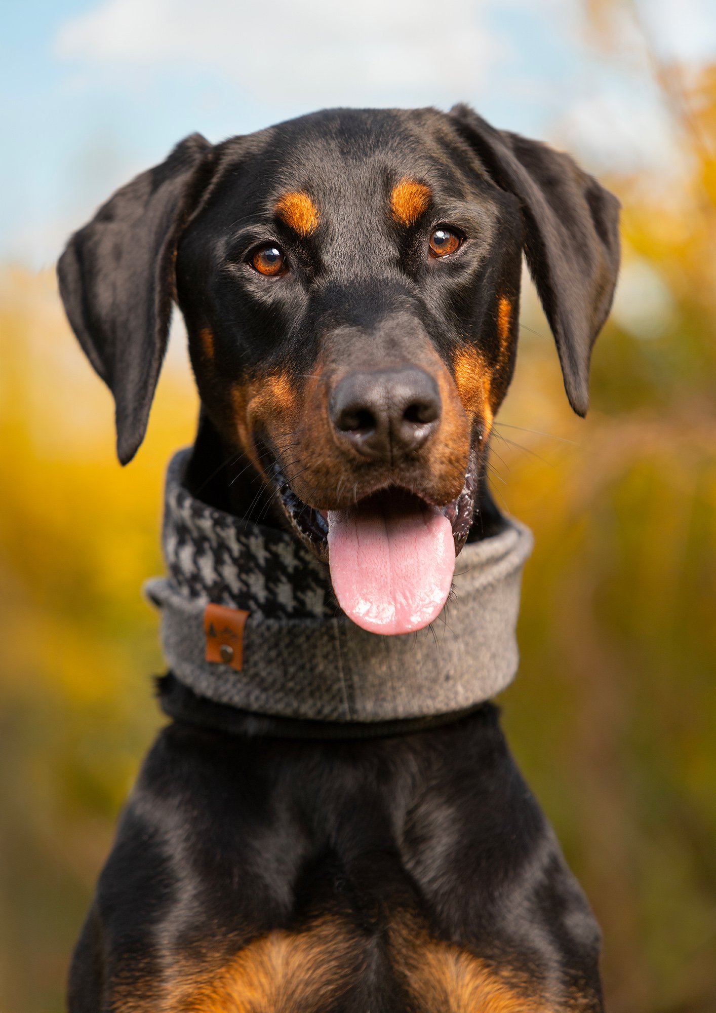 Commercial animal photography by Holly Hildreth showing a Doberman wearing a fashionable scarf in a fall pet portrait