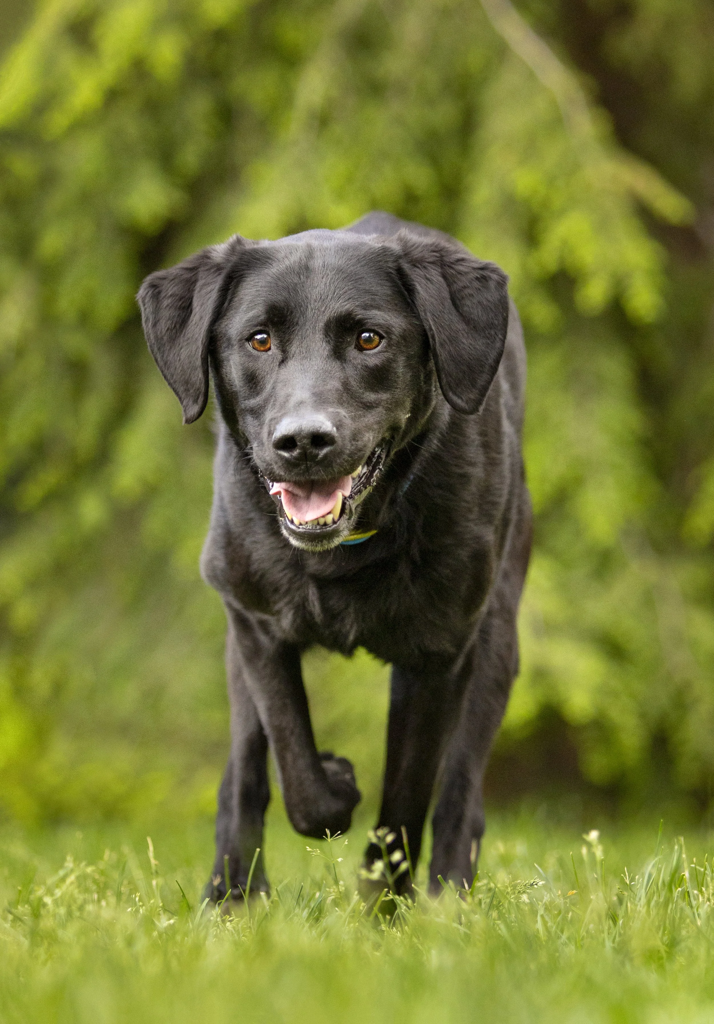 Commercial dog photography of a black lab happily running toward the camera during a photoshoot with commercial animal photographer Holly Hildreth in Columbus, Ohio