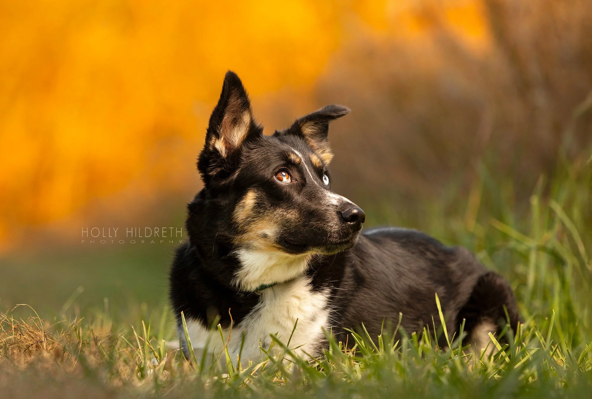 dramatic pet portrait of a rescue dog in the autumn in central ohio. photographed in the signature style of world-renowned pet photographer  Holly Hildreth