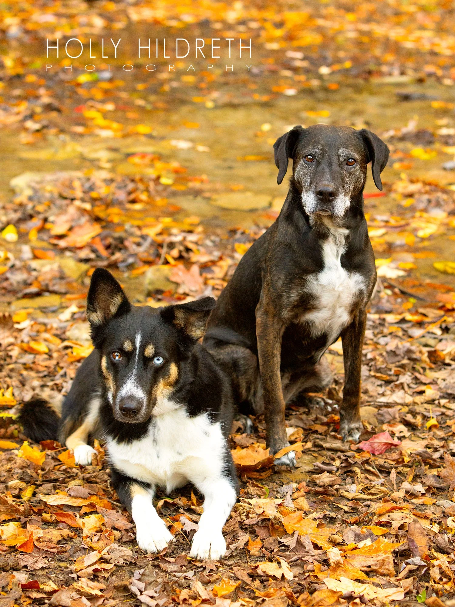Multiple dog photoshoot showing two rescue dogs relaxing in fall leaves by a stream in Ohio
