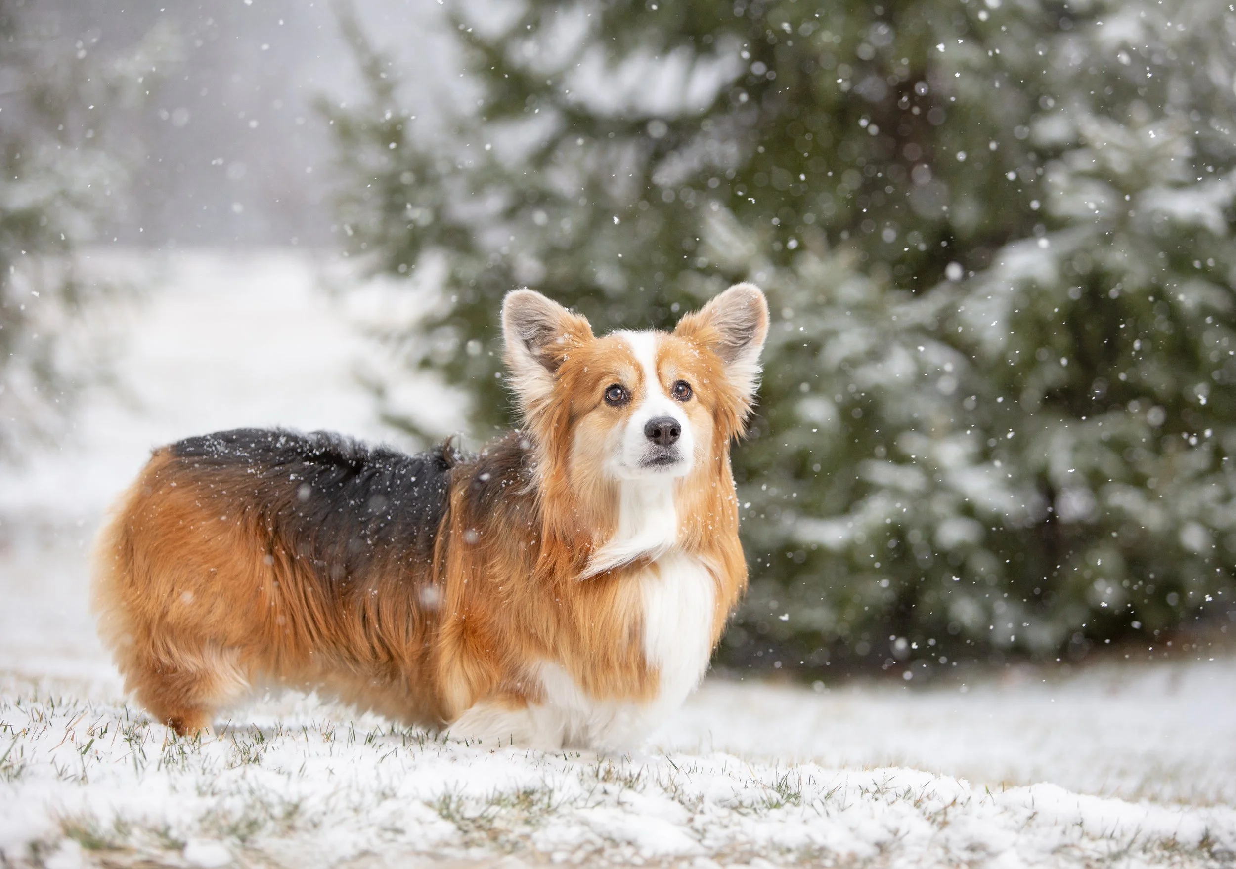 Professional photo shoot of a blind corgi dog in the snow in New Albany, Ohio