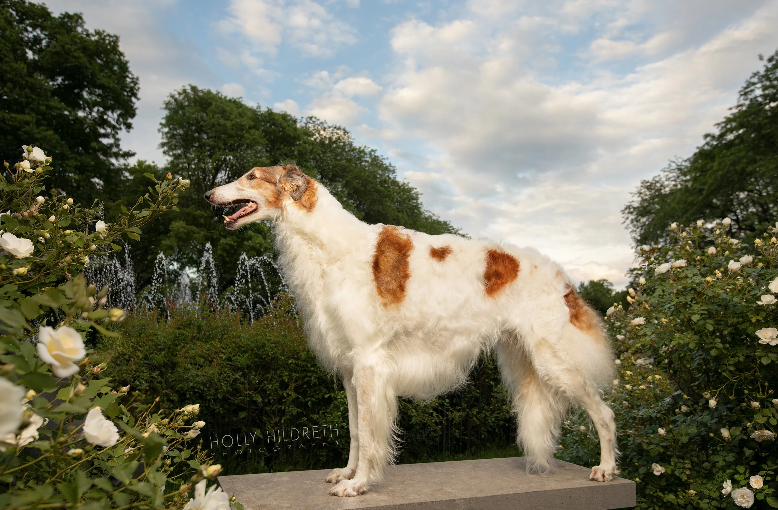 Stacked portrait of a national speciality winning show dog Borzoi being photography by professional dog photographer Holly Hildreth in Columbus, Ohio's Whetstone Park of Roses