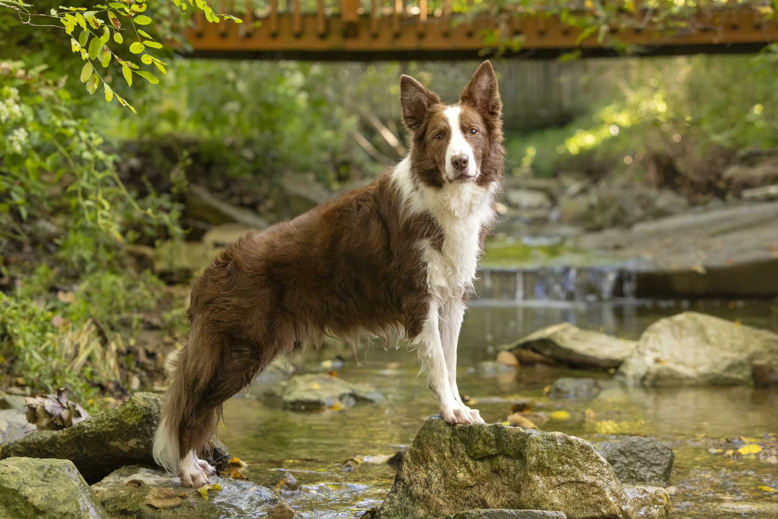 Professional dog photography of a border collie posing in the creek at Brisket's Backyard. Brisket's Backyard is a private pet photography location for Holly Hildreth's client sessions in Pataskala, Ohio