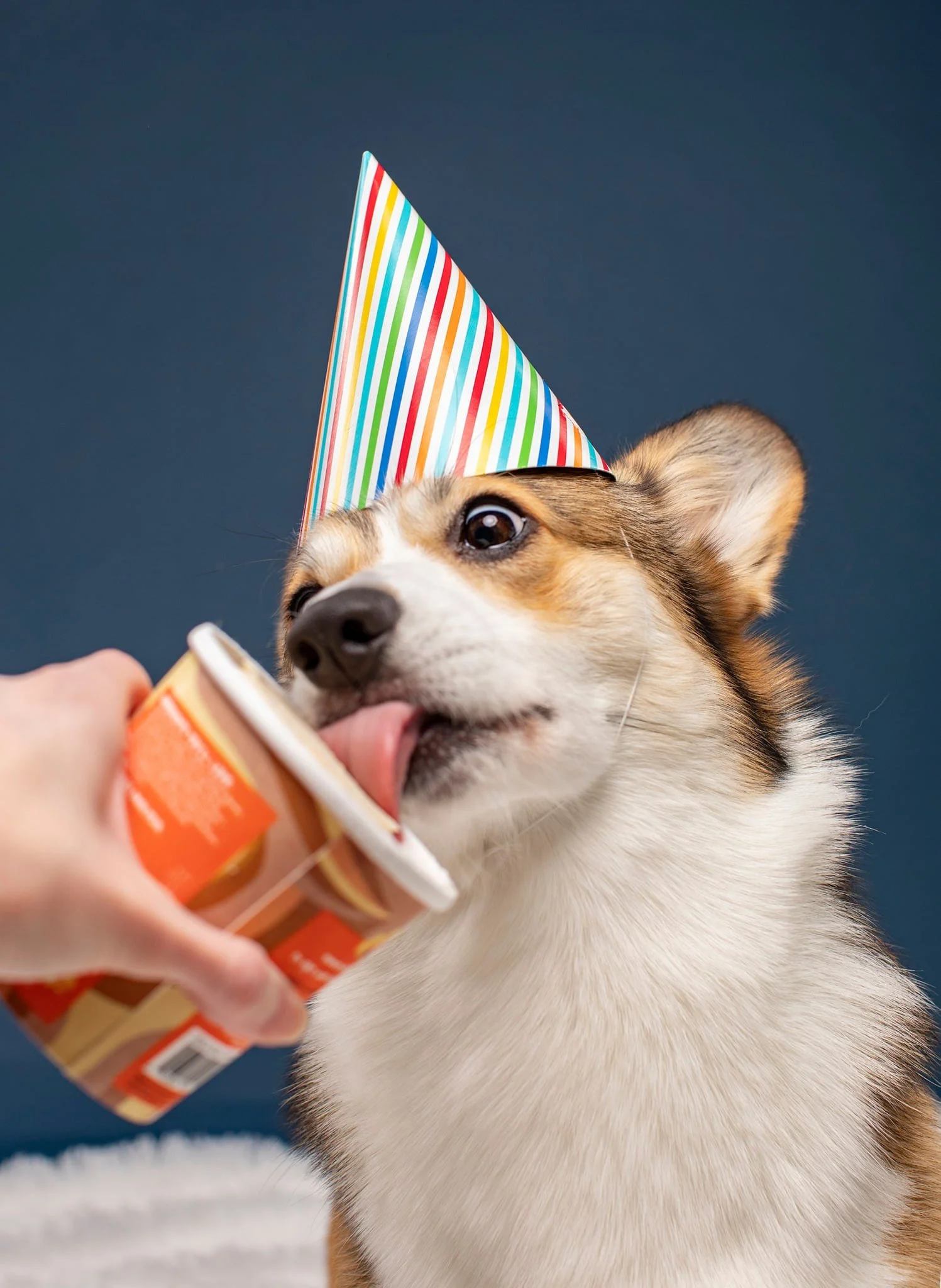 Dog Birthday Photo Shoot Columbus, Ohio — Holly Hildreth Photography