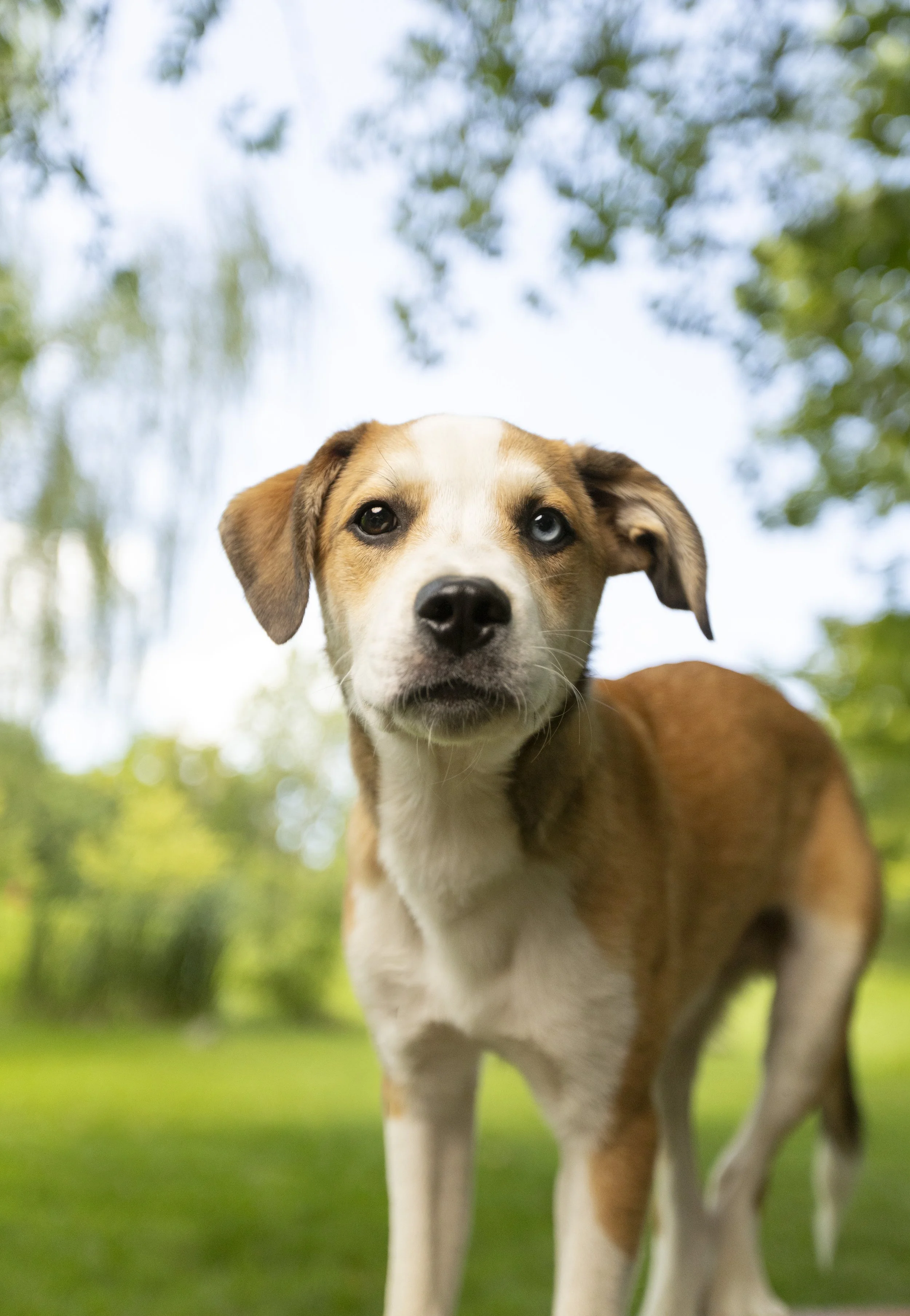 at home pet photography session in Pataskala, Ohio with professional dog photographer Holly Hildreth