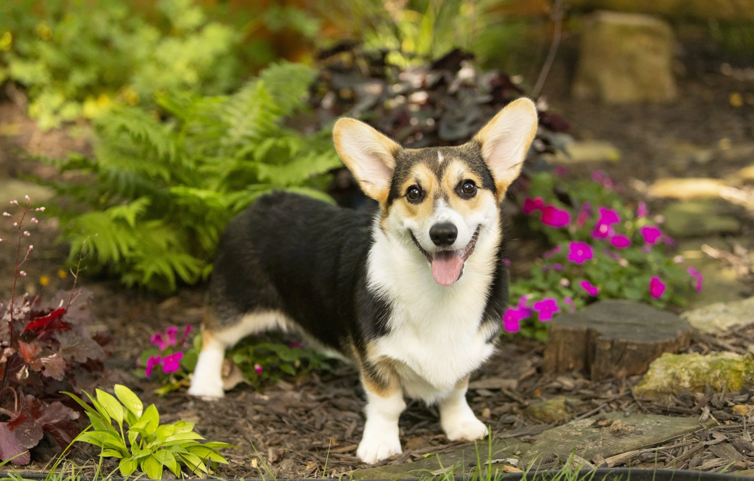 Professional dog photography of a happy corgi standing in flowers in ohio