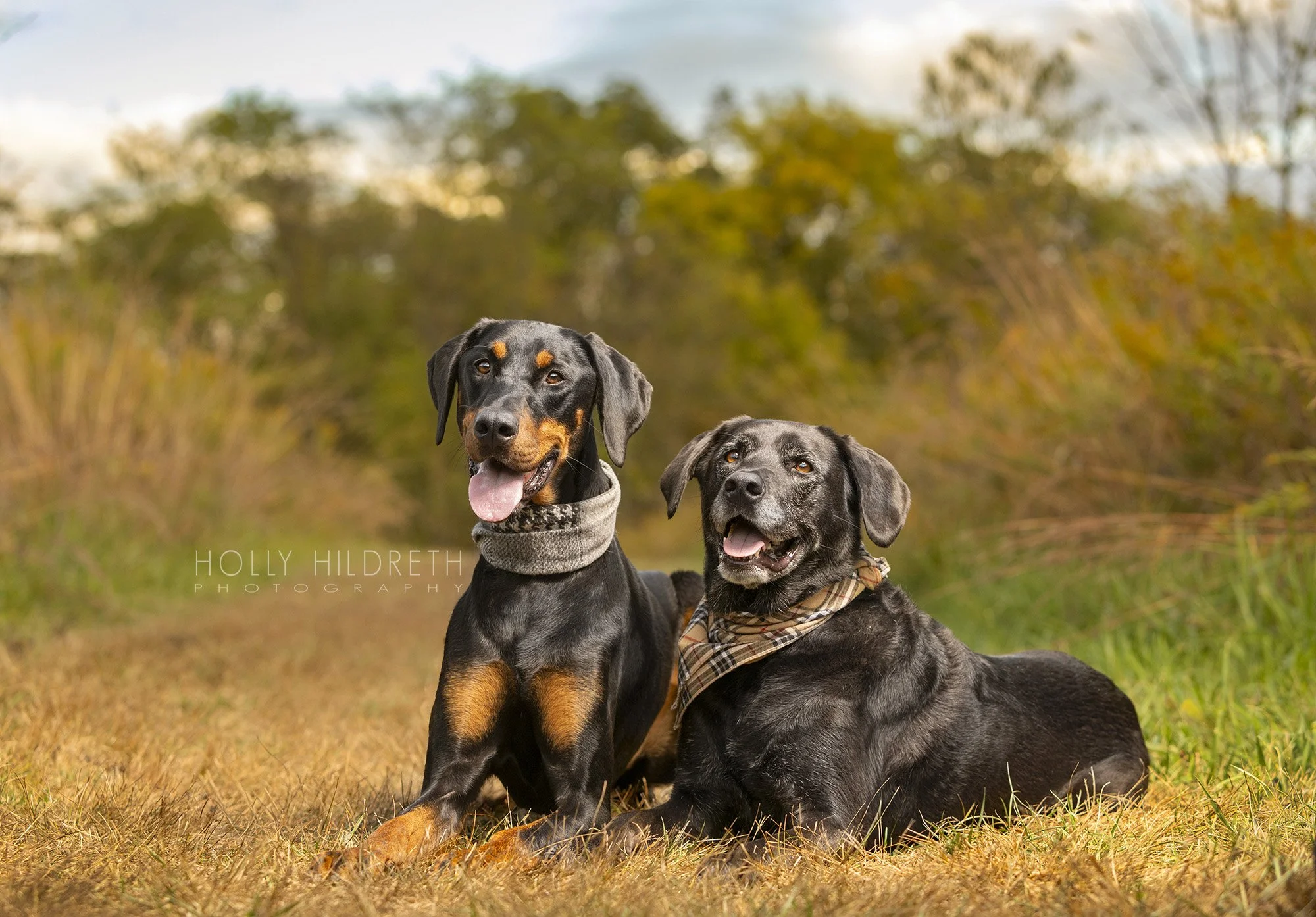 Two dogs posing for the camera during their professional dog photo shoot in Ohio