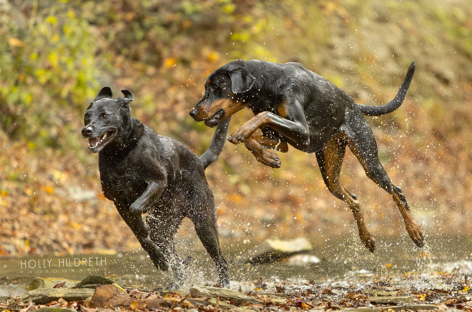 Professional dog photography of two dark-colored dogs running and splashing in a creek in the fall during their pet photography session with Holly Hildreth