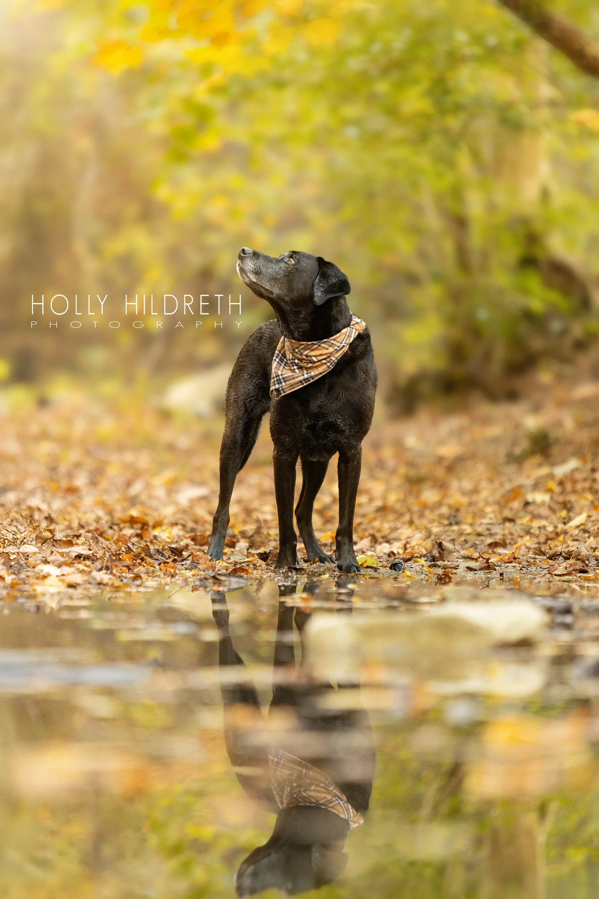 stunning portrait of a dog photographed by professional dog photography Holly Hildreth in Columbus ohio