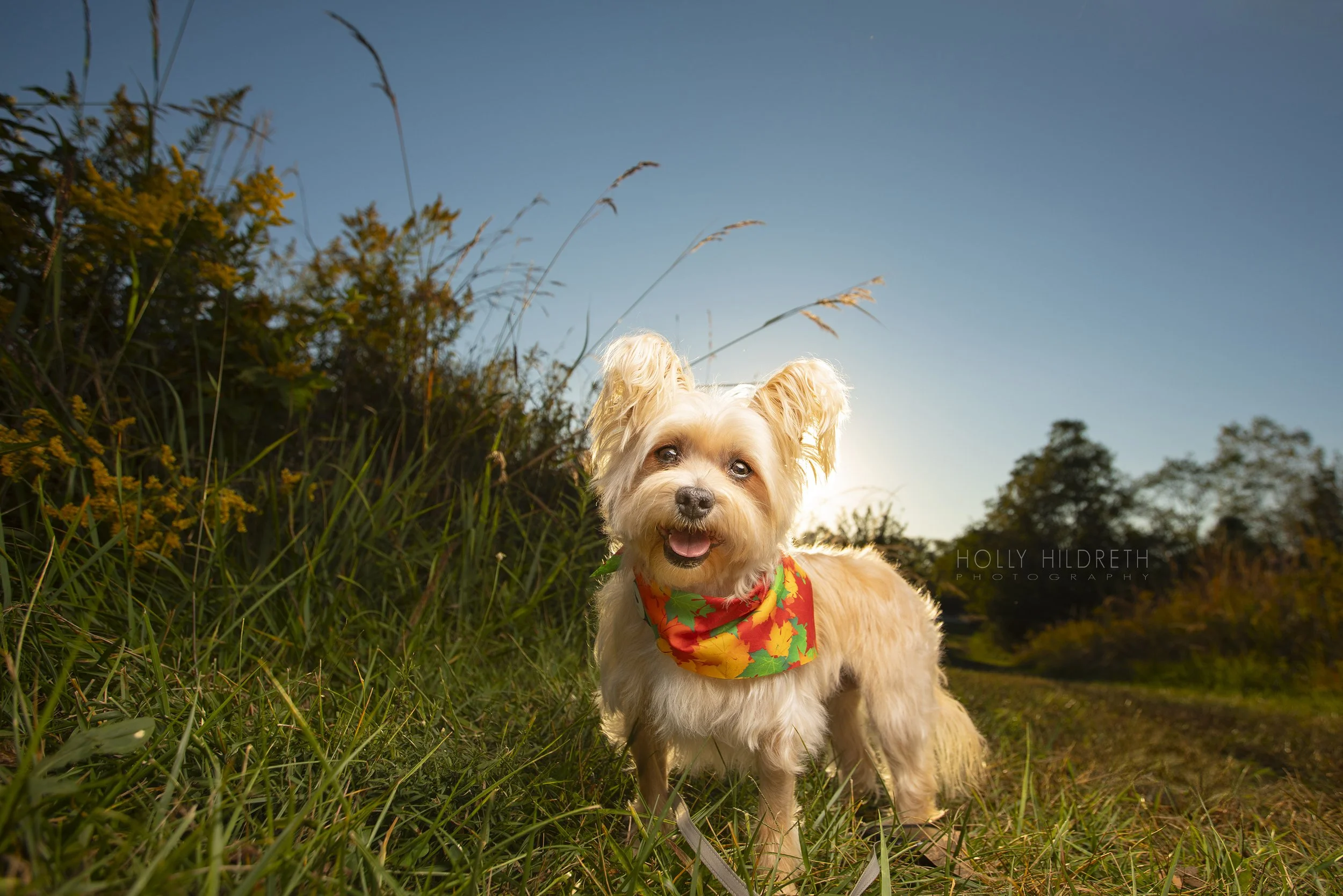 Dramatic pet portrait of a Morkie dog standing in a field against a blue sky around sunset in Columbus, Ohio