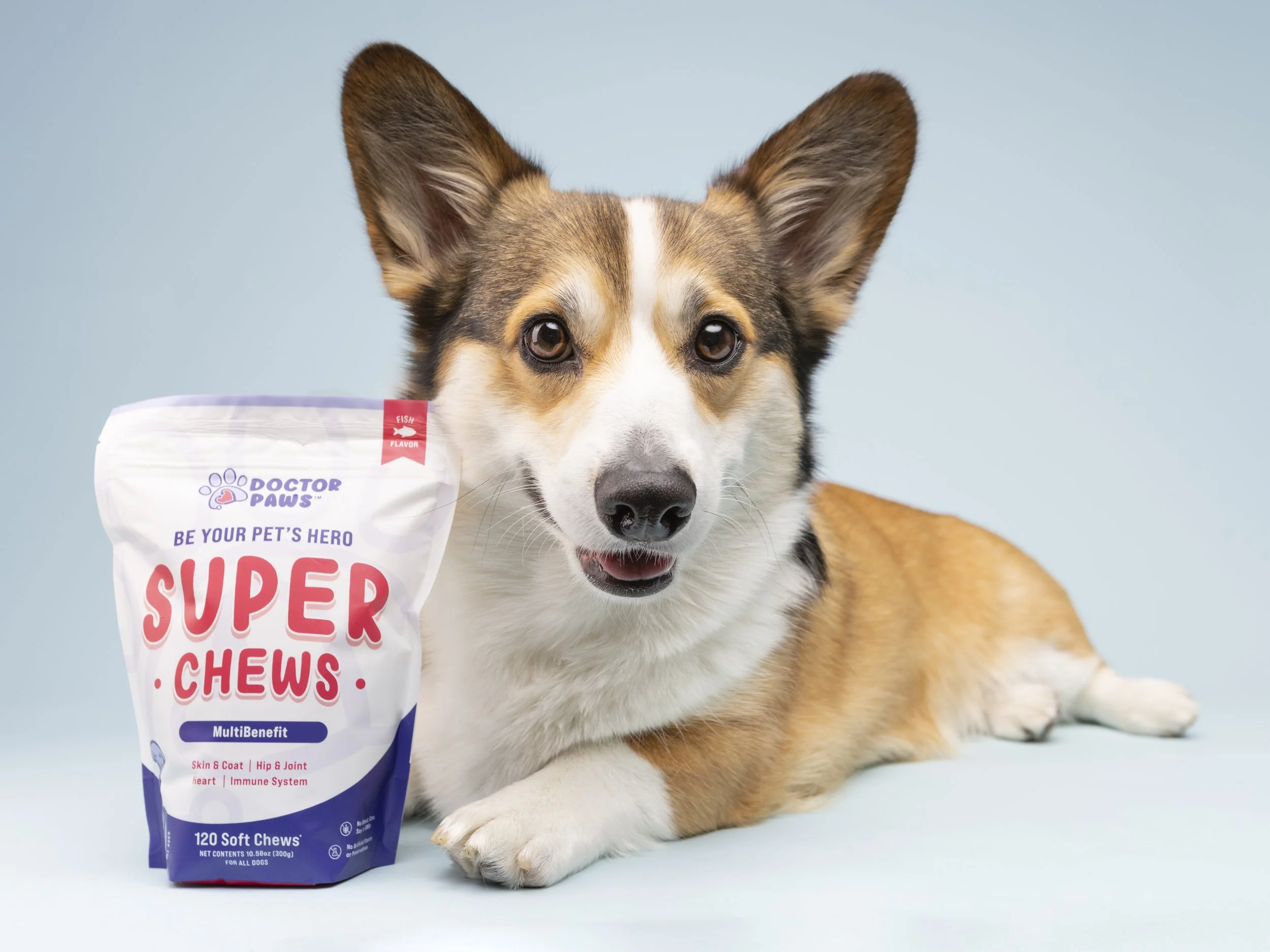 Commercial pet product photography of a corgi dog with a bag of treats in the studio. Photographed by commercial dog photographer Holly Hildreth in her signature lighting style