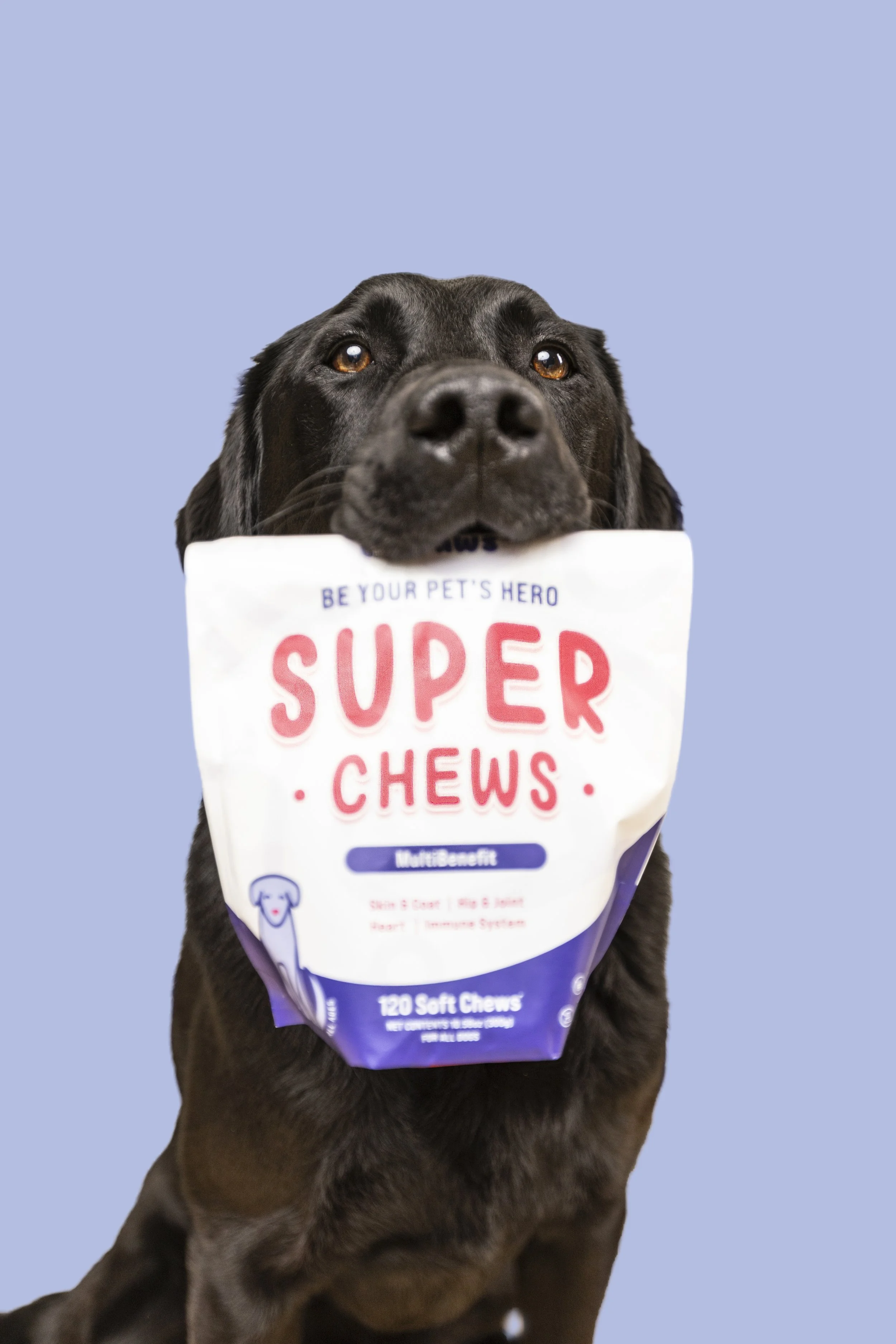 Commercial pet photography of a dog holding a bag of treats in his mouth