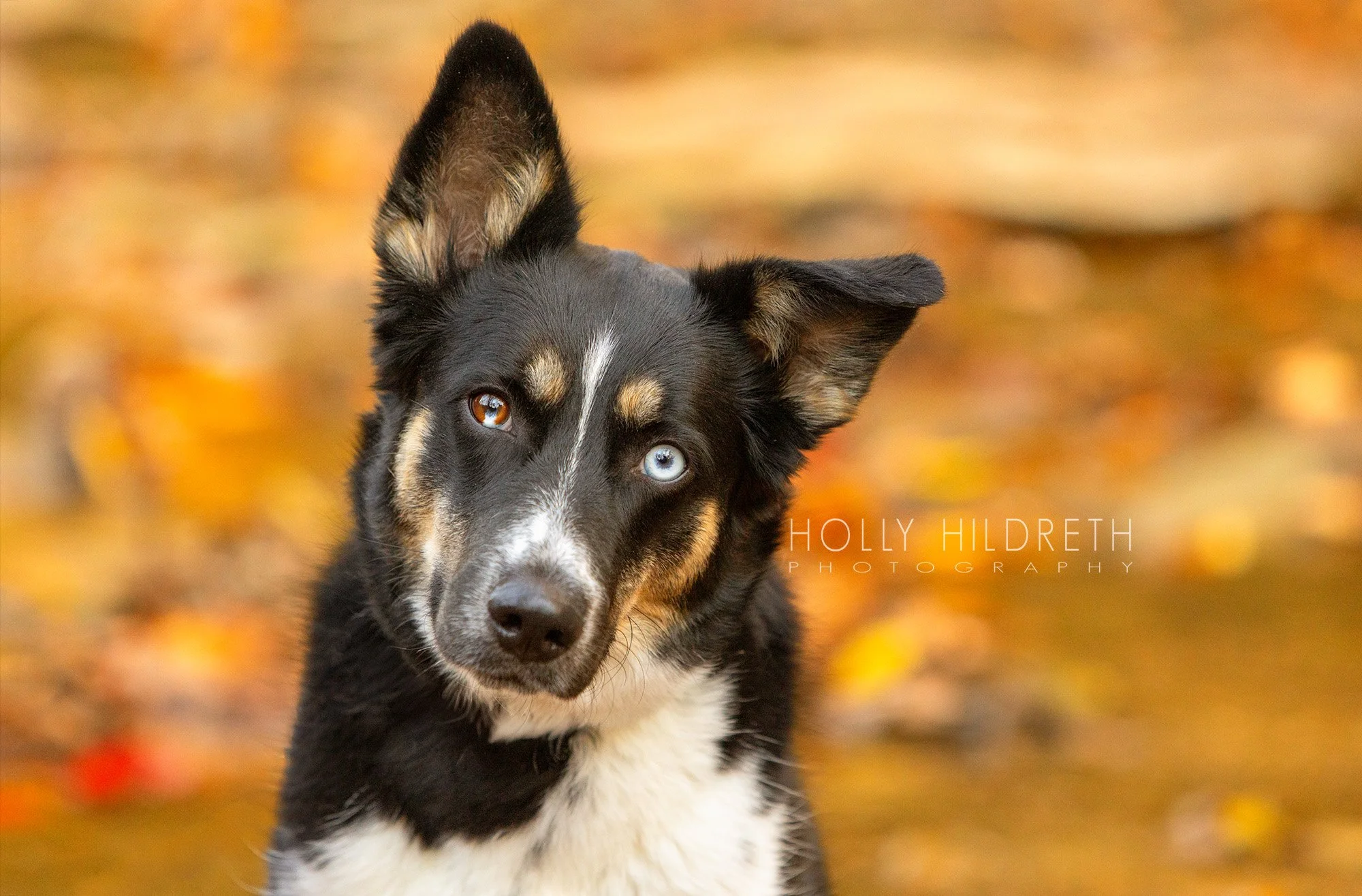 Professional Dog Headshot showing a rescue dog in front of colorful fall leaves. This gorgeous pet portrait shows a shy rescue dog looking at the camera doing a head tilt during a dog photoshoot