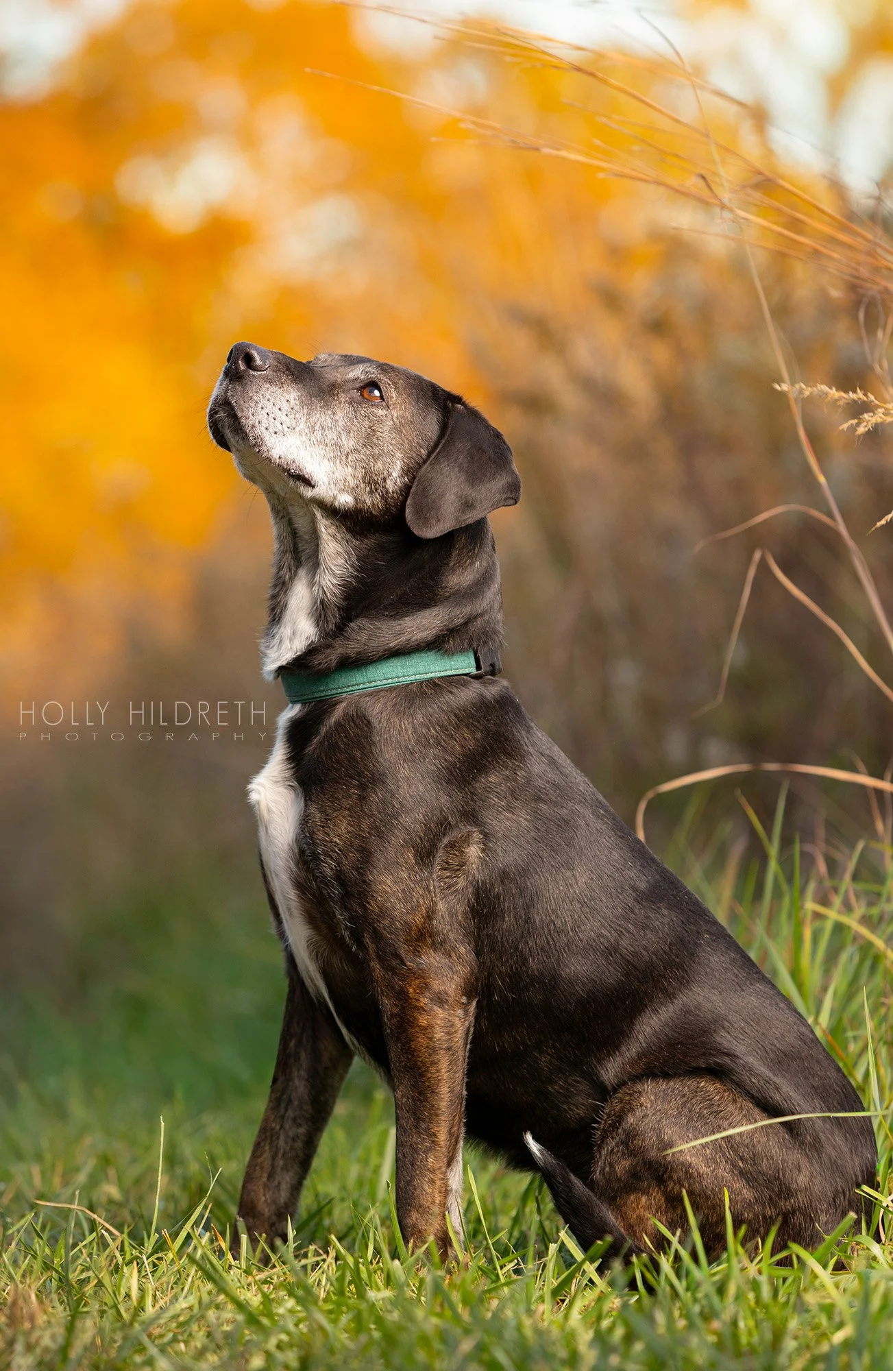 stunning dog photography of a rescue dog in a field at sunset in the fall in columbus ohio