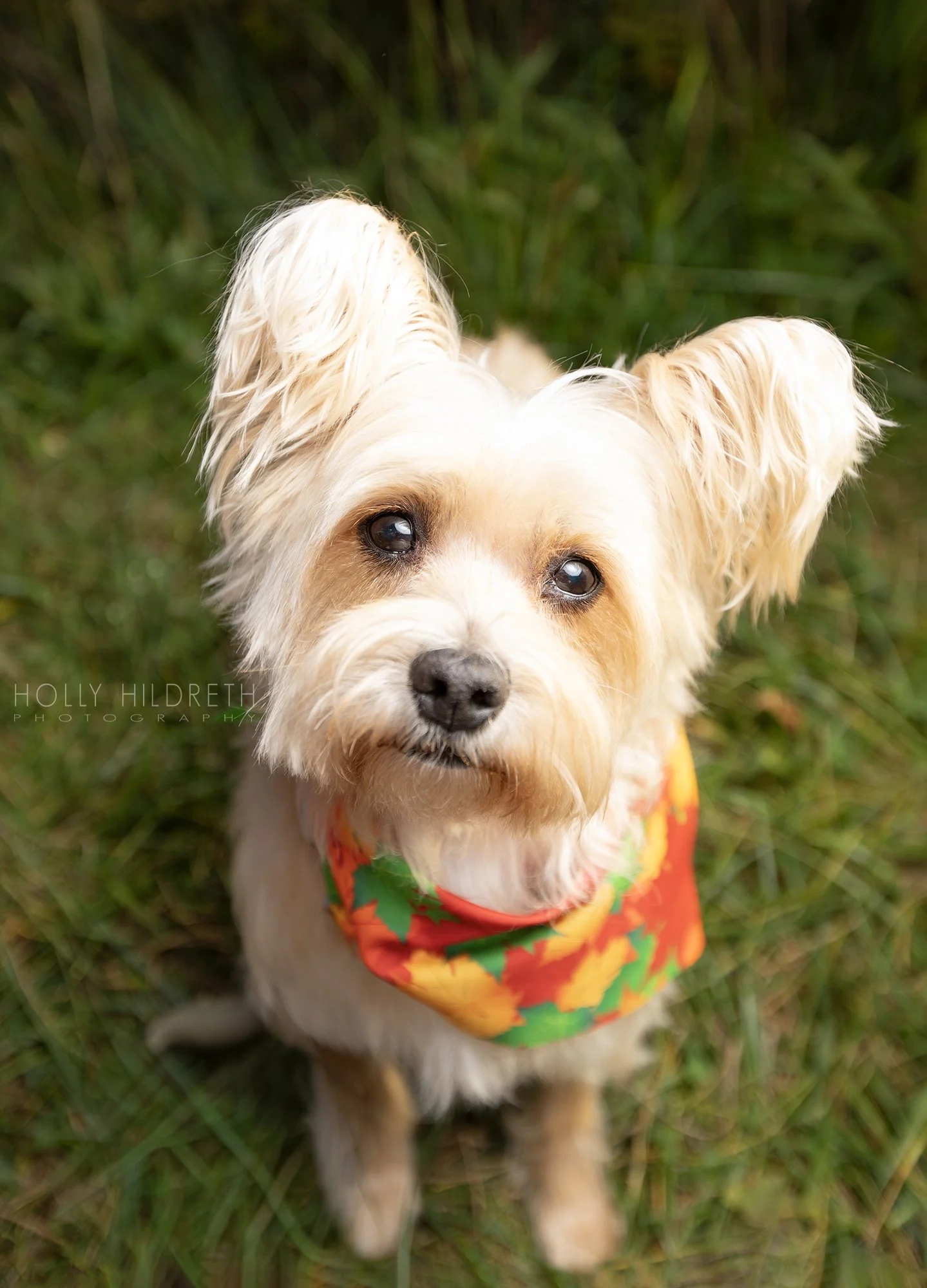Professional pet portrait of a small dog, photographed in the signature style of award winning dog photographer Holly Hildreth