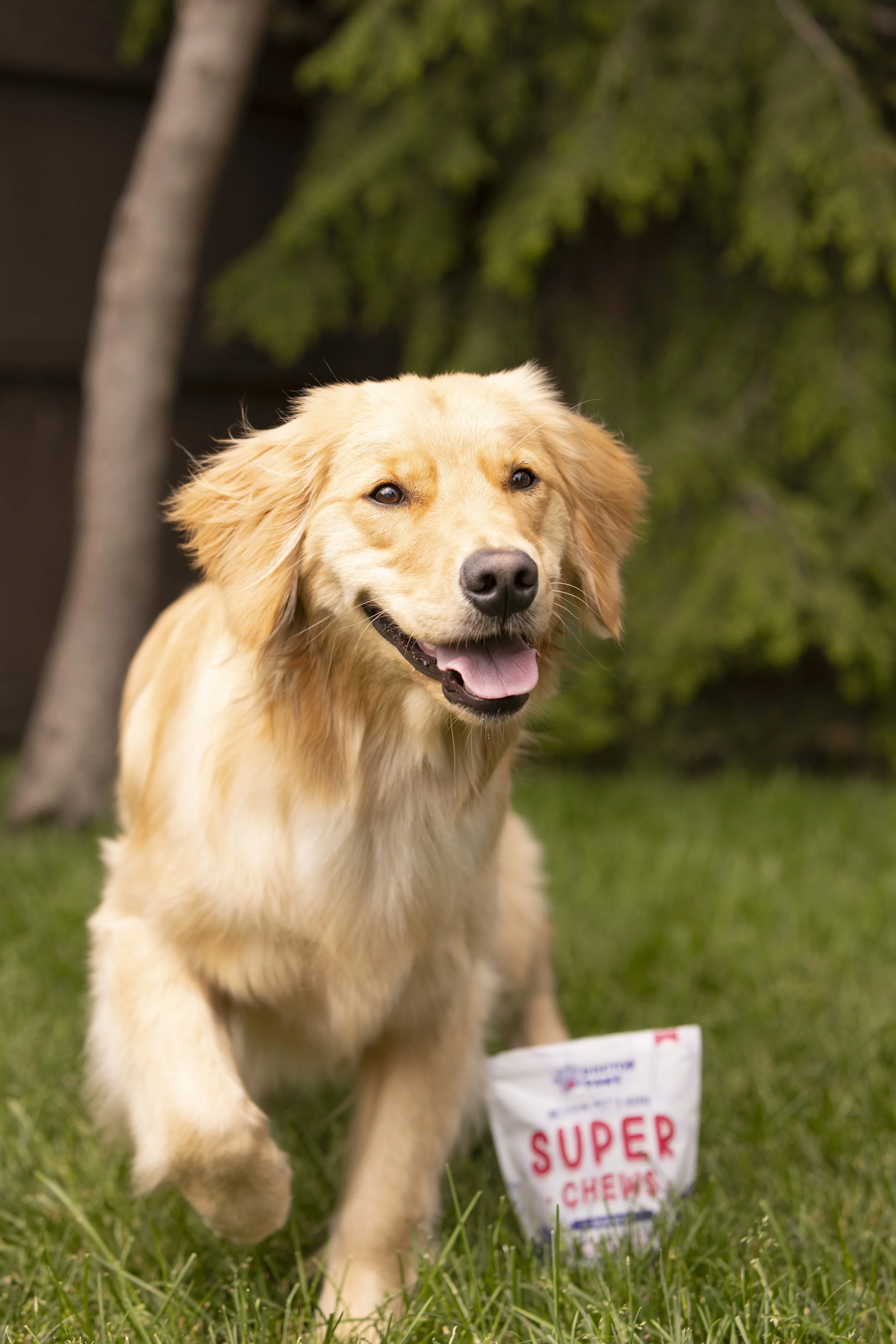 Commercial pet photography of a golden retriever next to a bag of Super Chew supplements outdoors