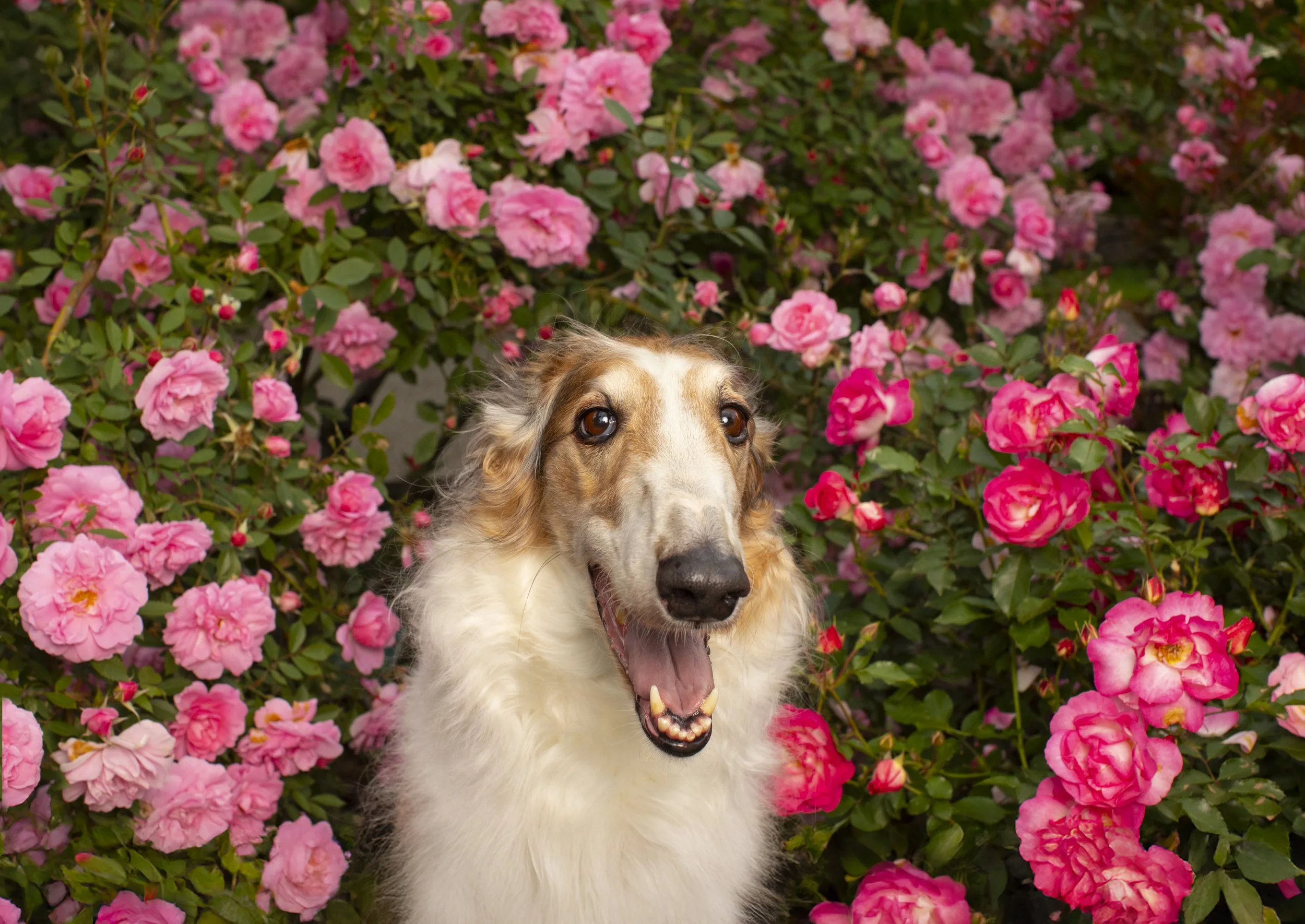 Winner's photo of the Borzoi that won the Breed National Speciality, captured in the signature commercial style of professional dog photographer Holly Hildreth