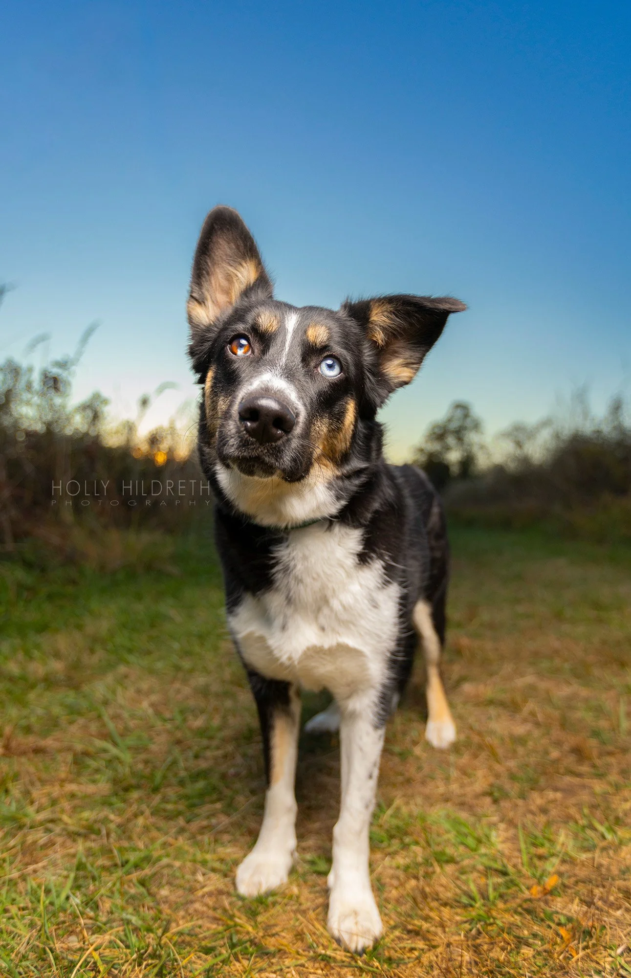 dramatic and colorful professional photography of a dog at sunset in columbus ohio