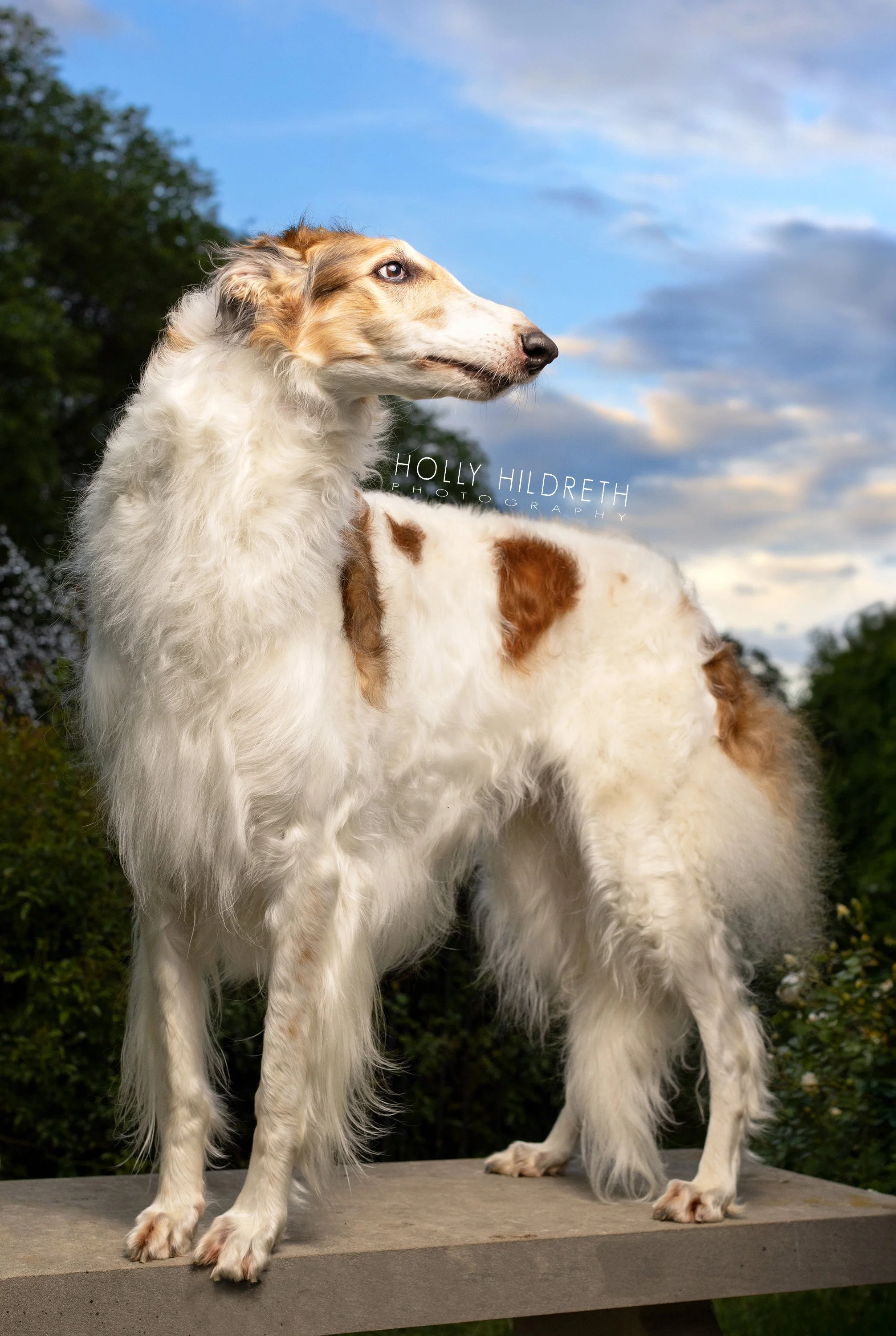 Dramatic Dog Portrait of a champion Borzoi standing in a rose garden with a dramatic sunset behind her with lots of color. The lighting is done in the signature style of master pet photographer Holly Hildreth