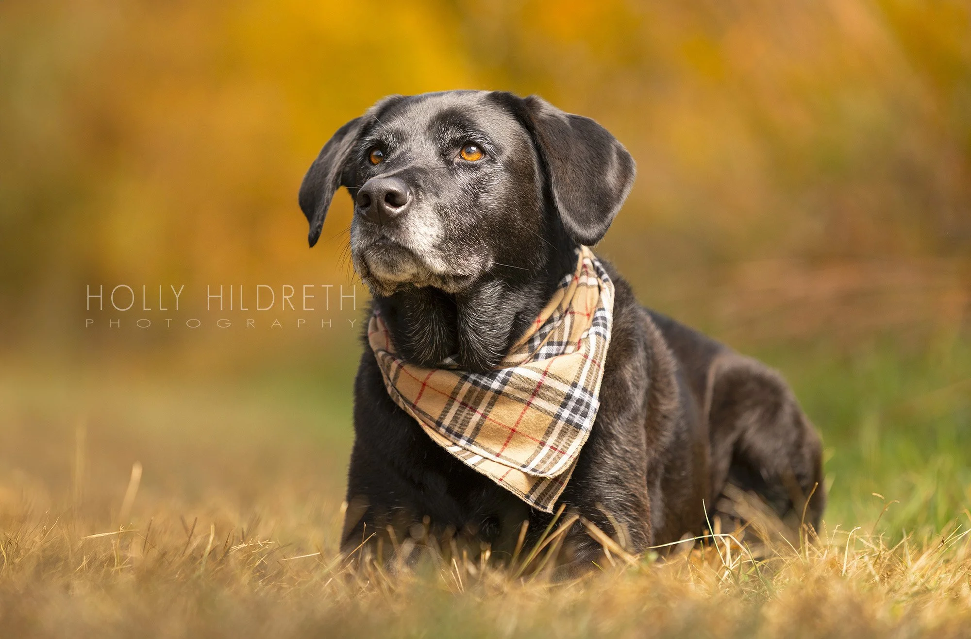 Pet portrait of a dog wearing a bandana against fall colors, photographed by Columbus Ohio's best pet photographer Holly Hildreth