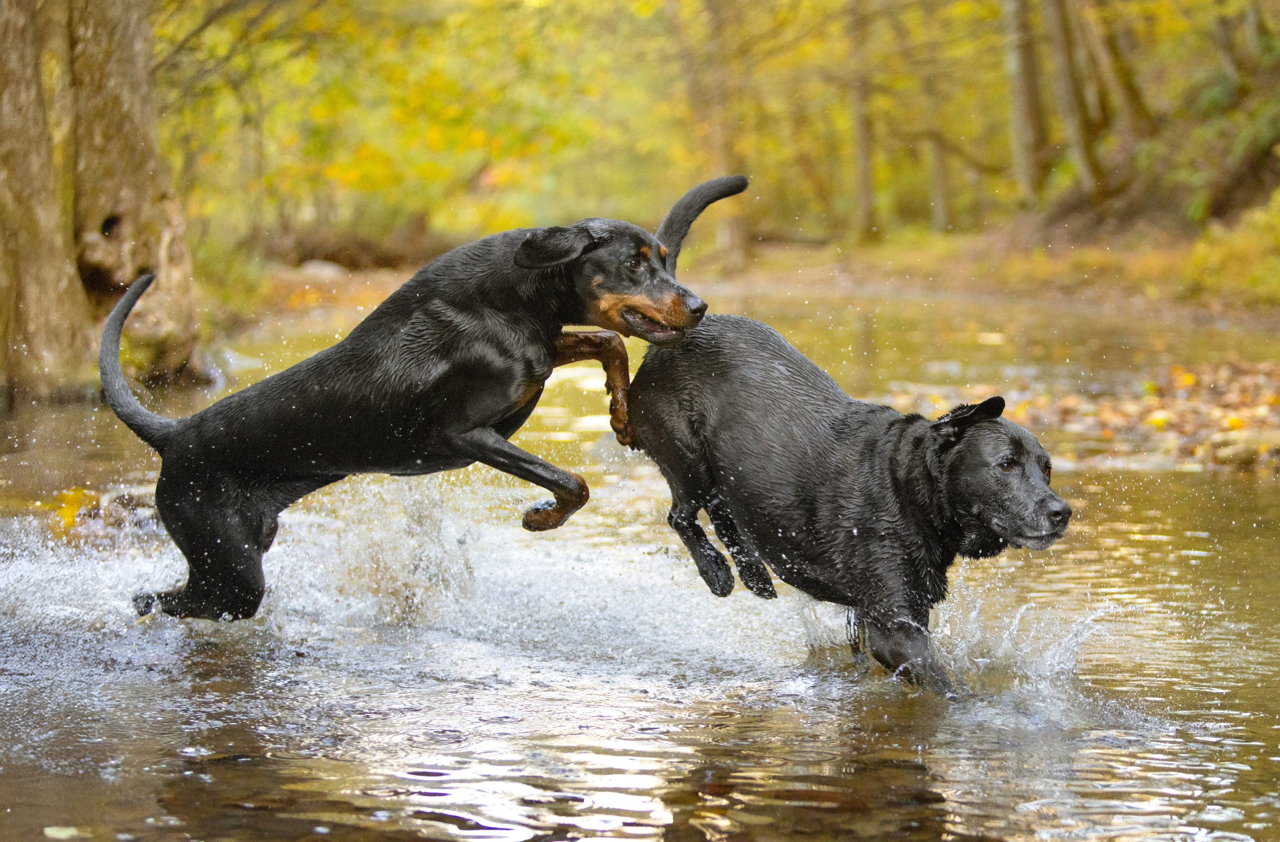 Action shot of two dogs playing in a creek during their professional pet photography session in Ohio