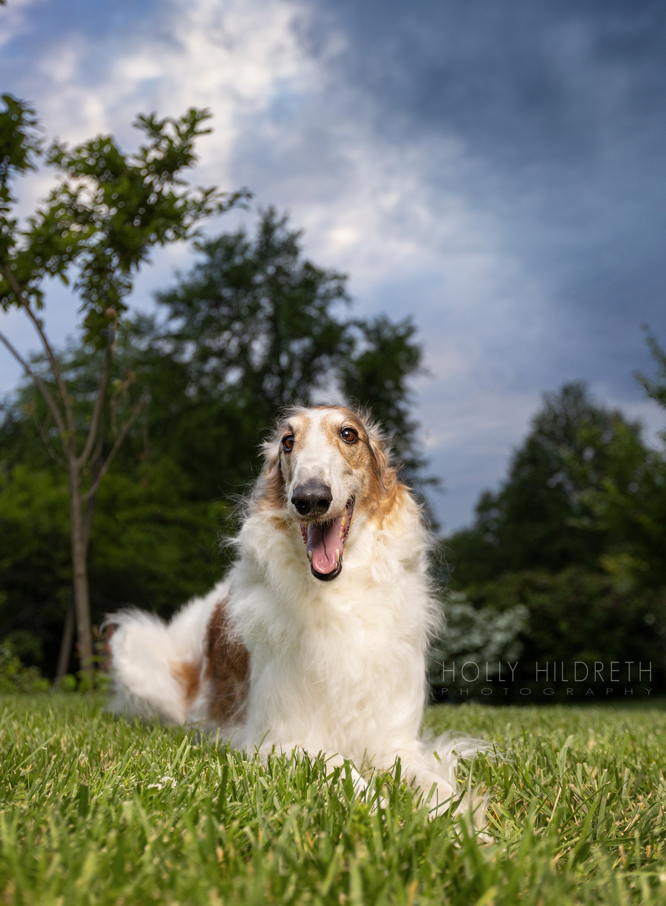 Dramatic Dog Photography of a smiling Borzoi laying in the grass with a stormy blue sky behind her during a professional pet photography session in Columbus, Ohio