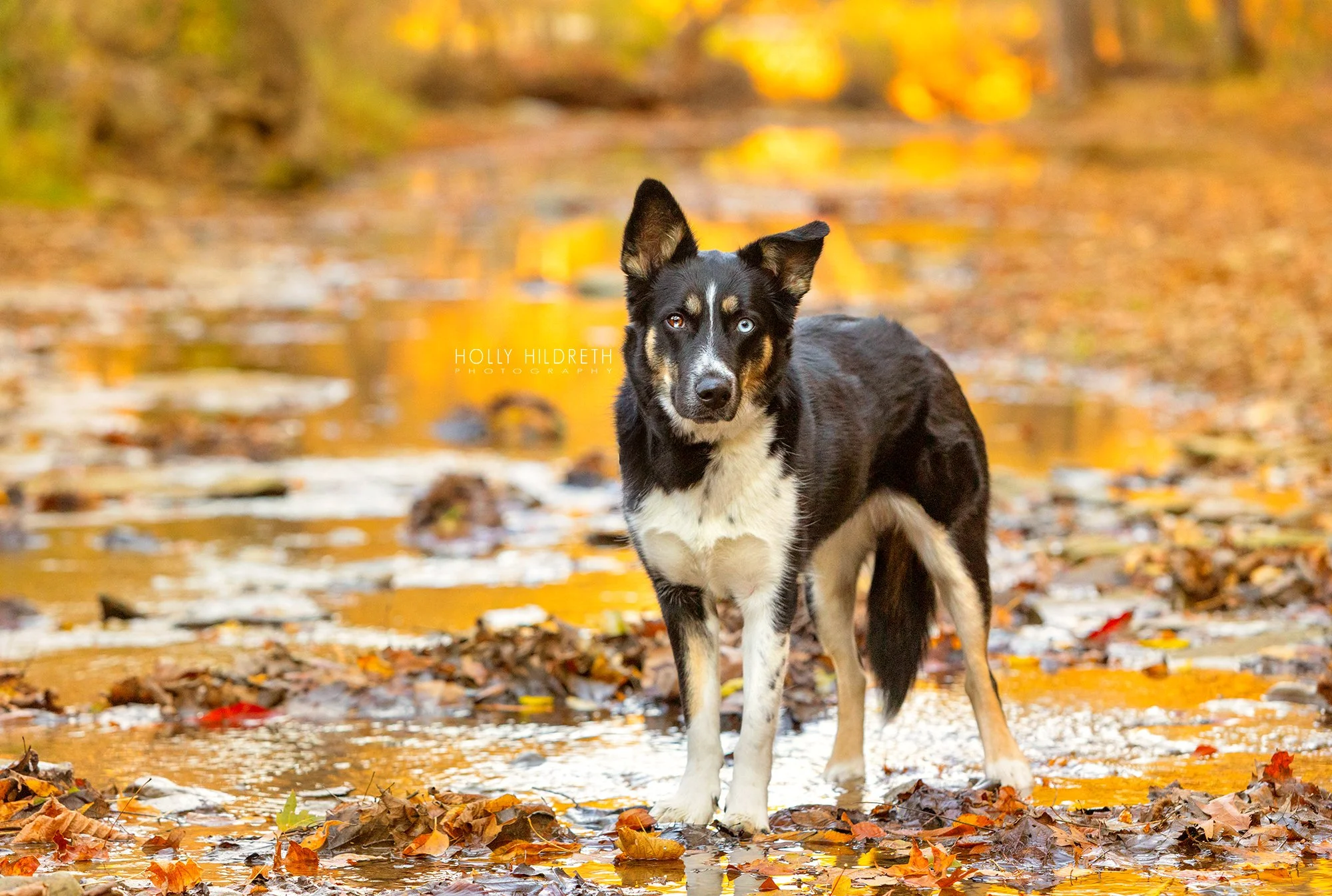 Professional dog photography of rescue dog in a stream in the autumn in central Ohio. Colorful fall leaves and water surround the dog and it looks at the camera during a photoshoot with professional pet photographer Holly Hildreth