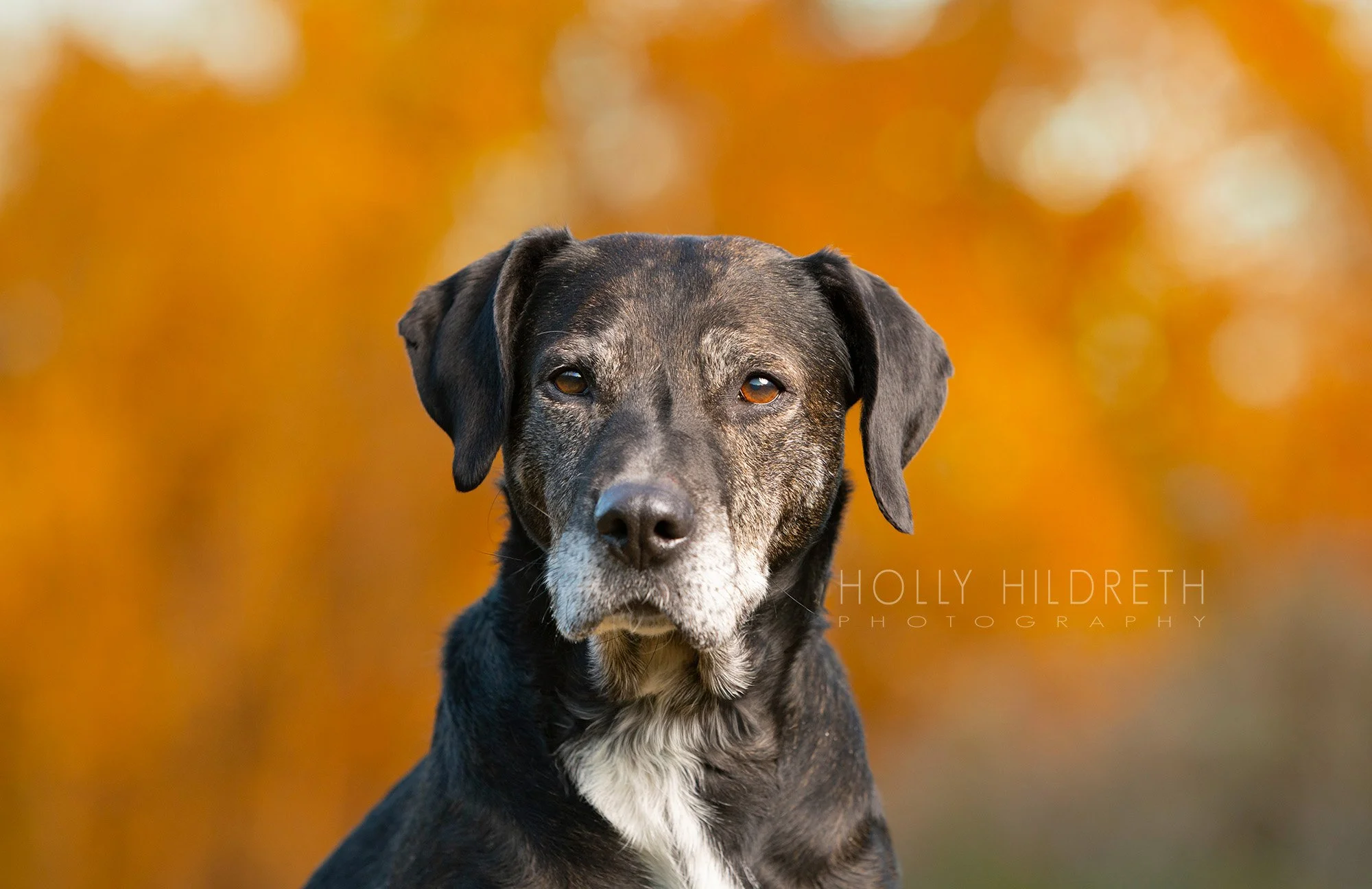 Amazing professional dog photography by Holly Hildreth showing a black rescue dog in front of colorful fall leaves in Columbus, Ohio