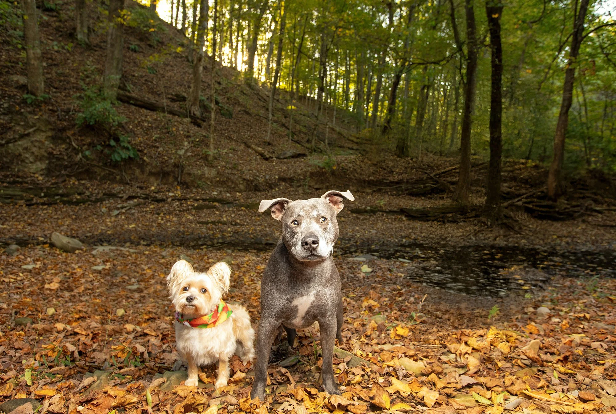 Two dogs posing by a creek in fall leaves during a pet portrait session in Columbus, Ohio