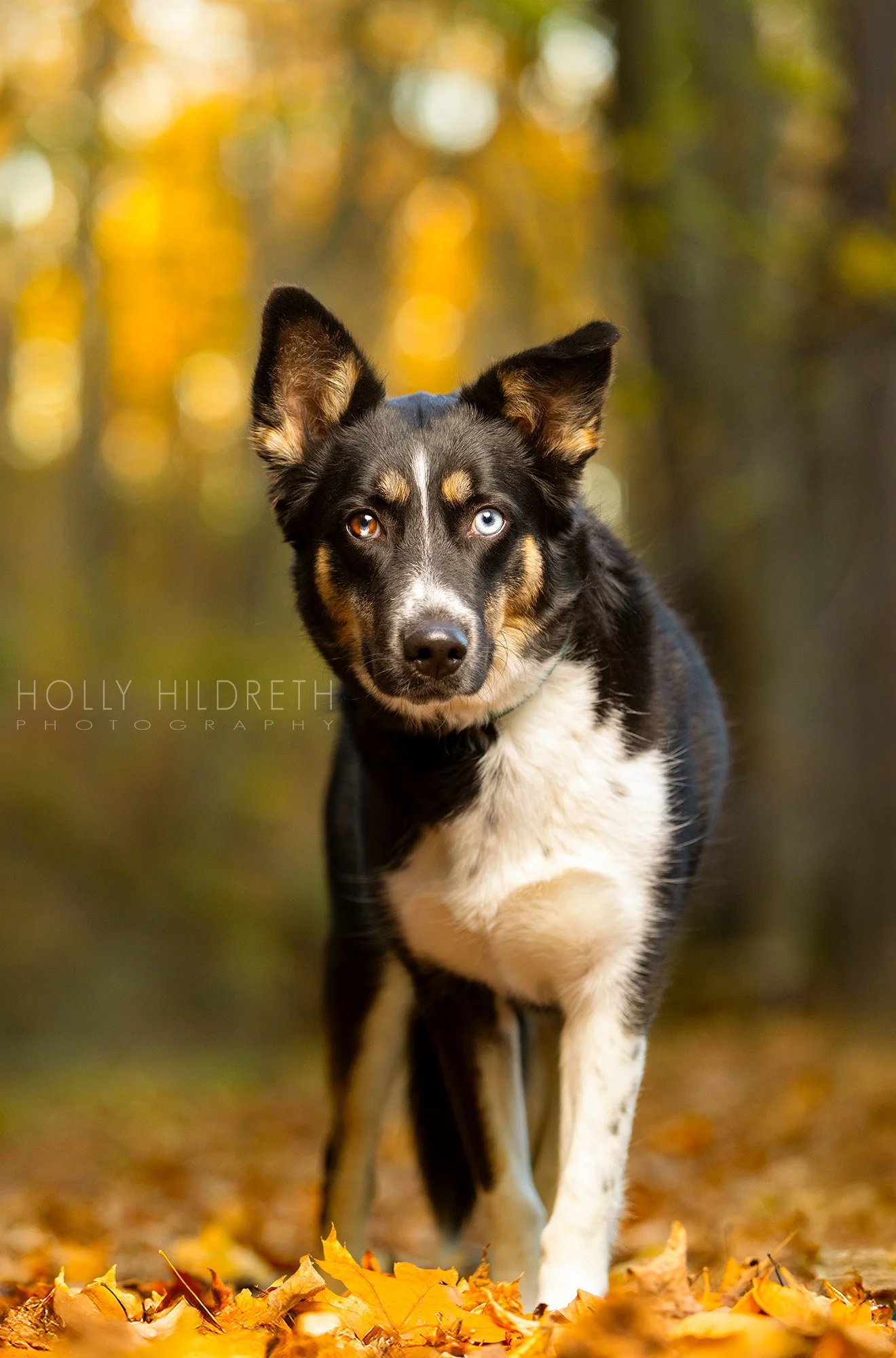 Pet photo shoot of a dog in autumn leaves in central ohio