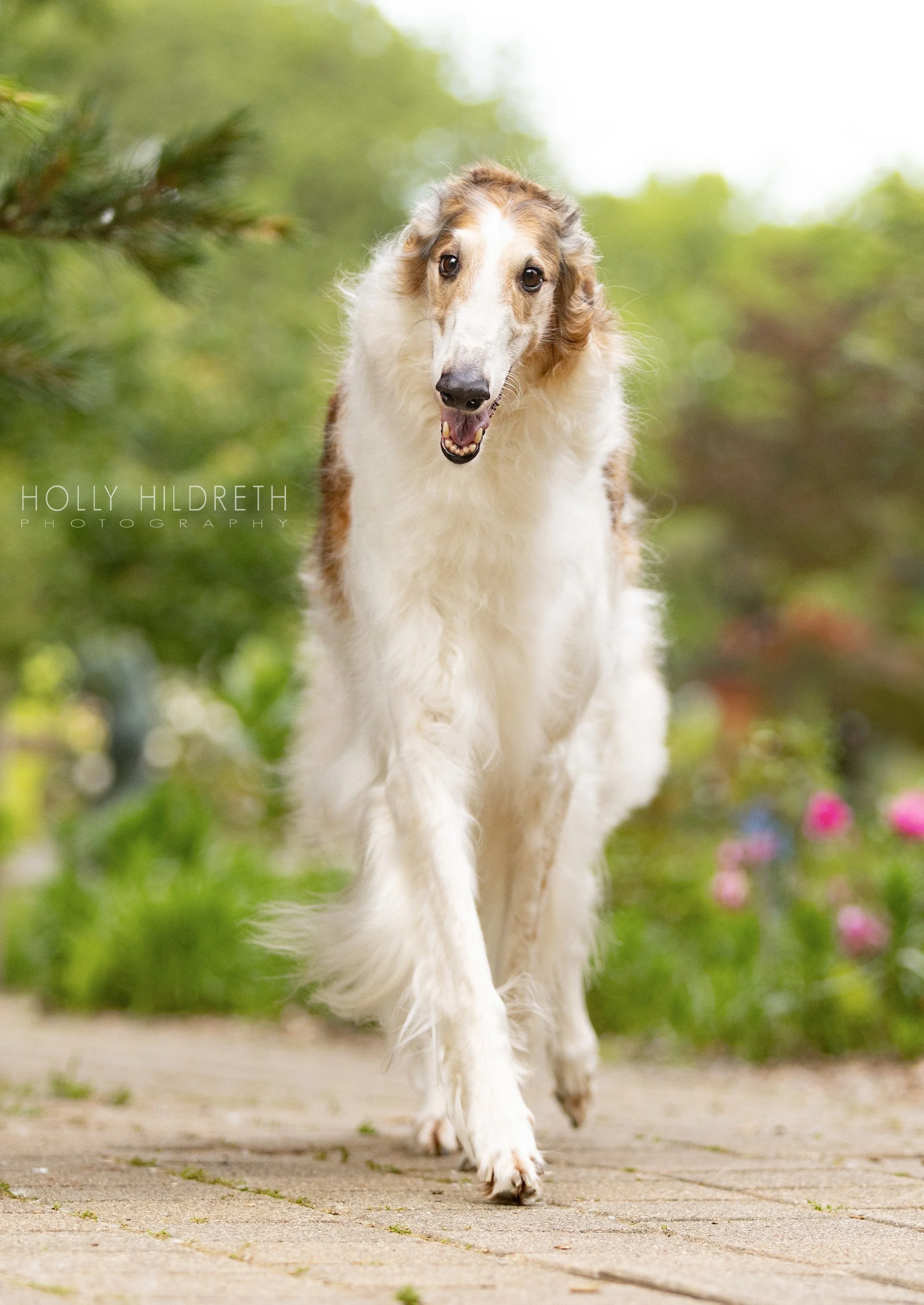 Professional Dog Photography of a Borzoi running toward the camera in Whetstone Park of The Roses in Columbus, Ohio