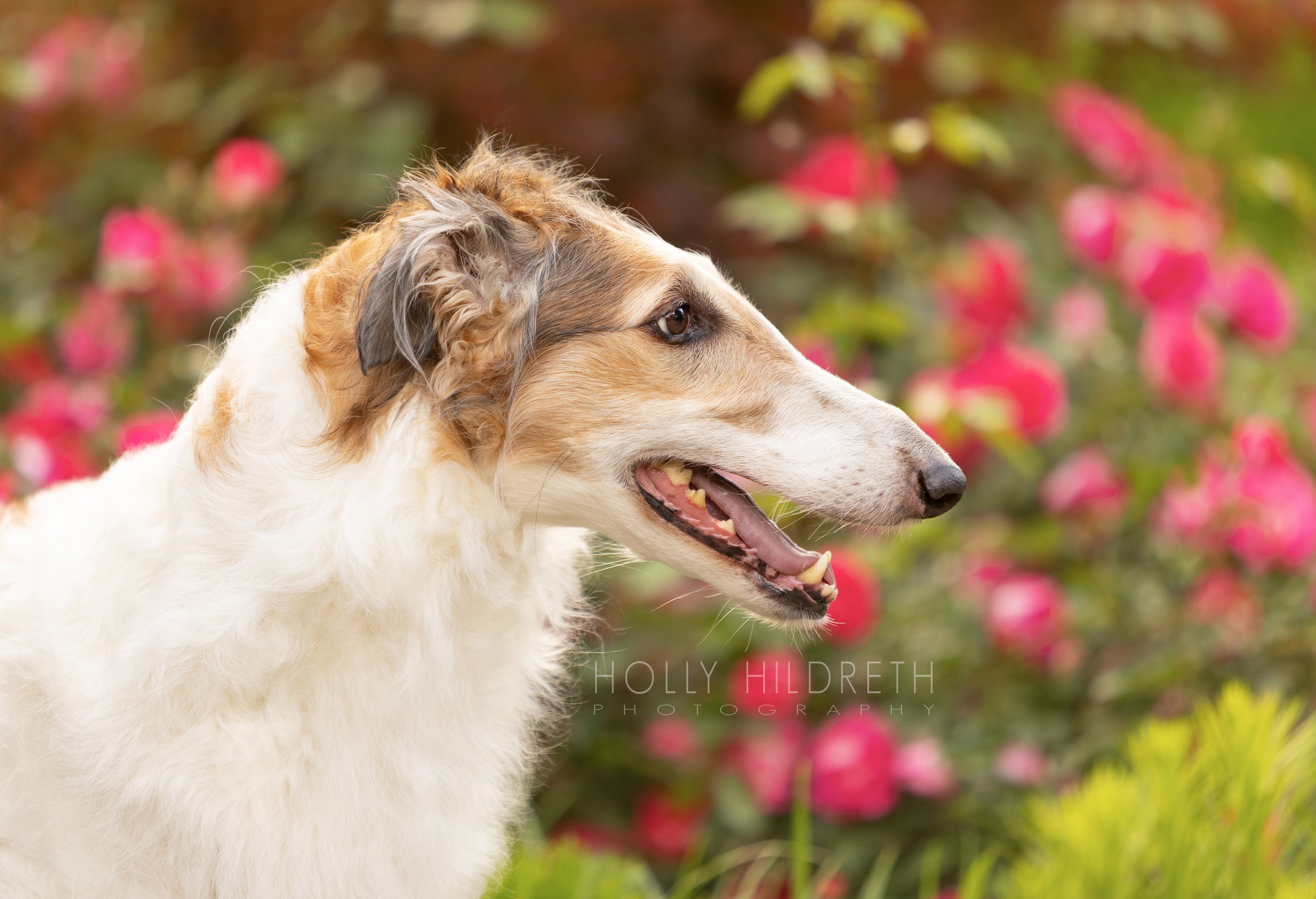 Profile view of a champion Borzoi dog standing in a rose garden during a pet photo shoot in Columbus, Ohio