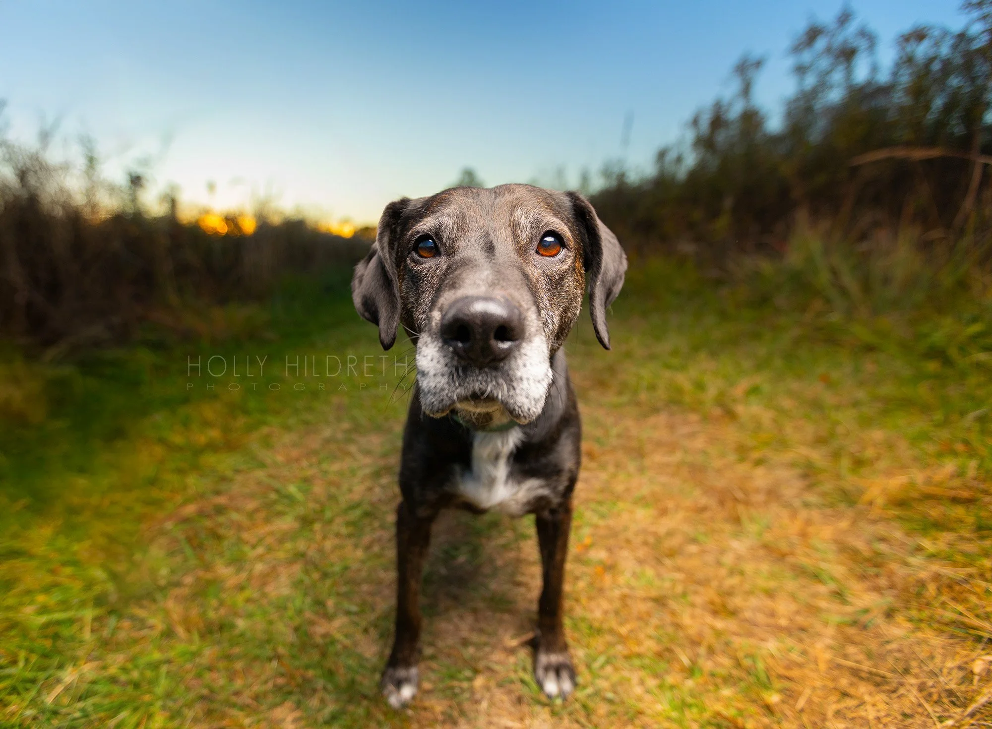 dramatic sunset photoshoot of a dog in a field in columbus ohio