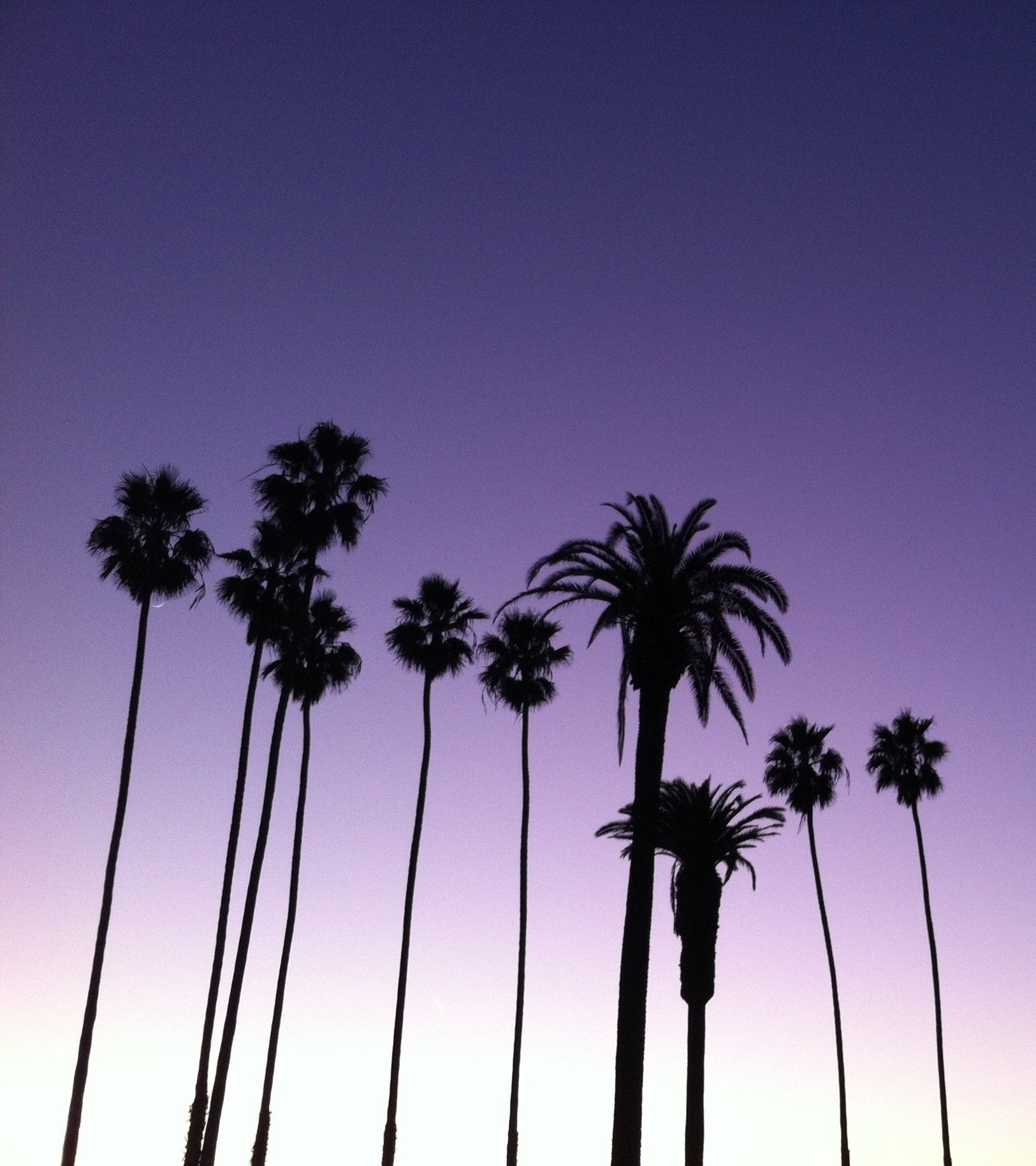 Santa Monica palm trees