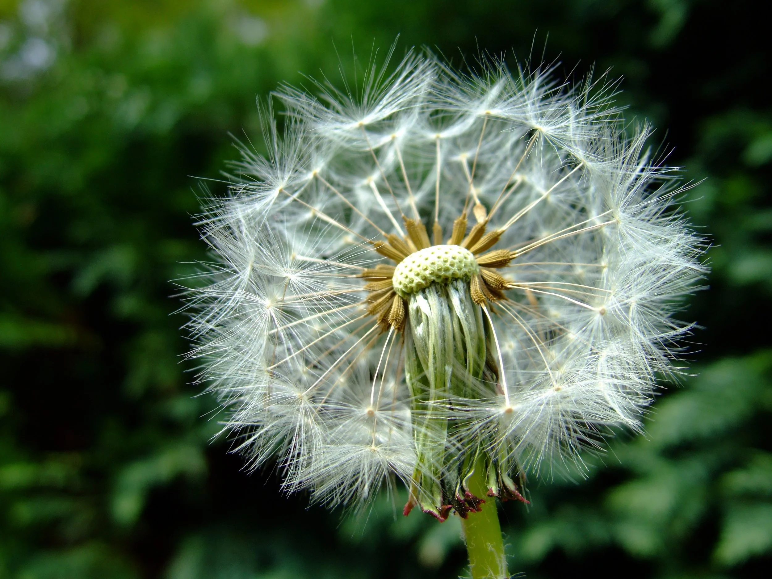 dandelion-1119310.jpg